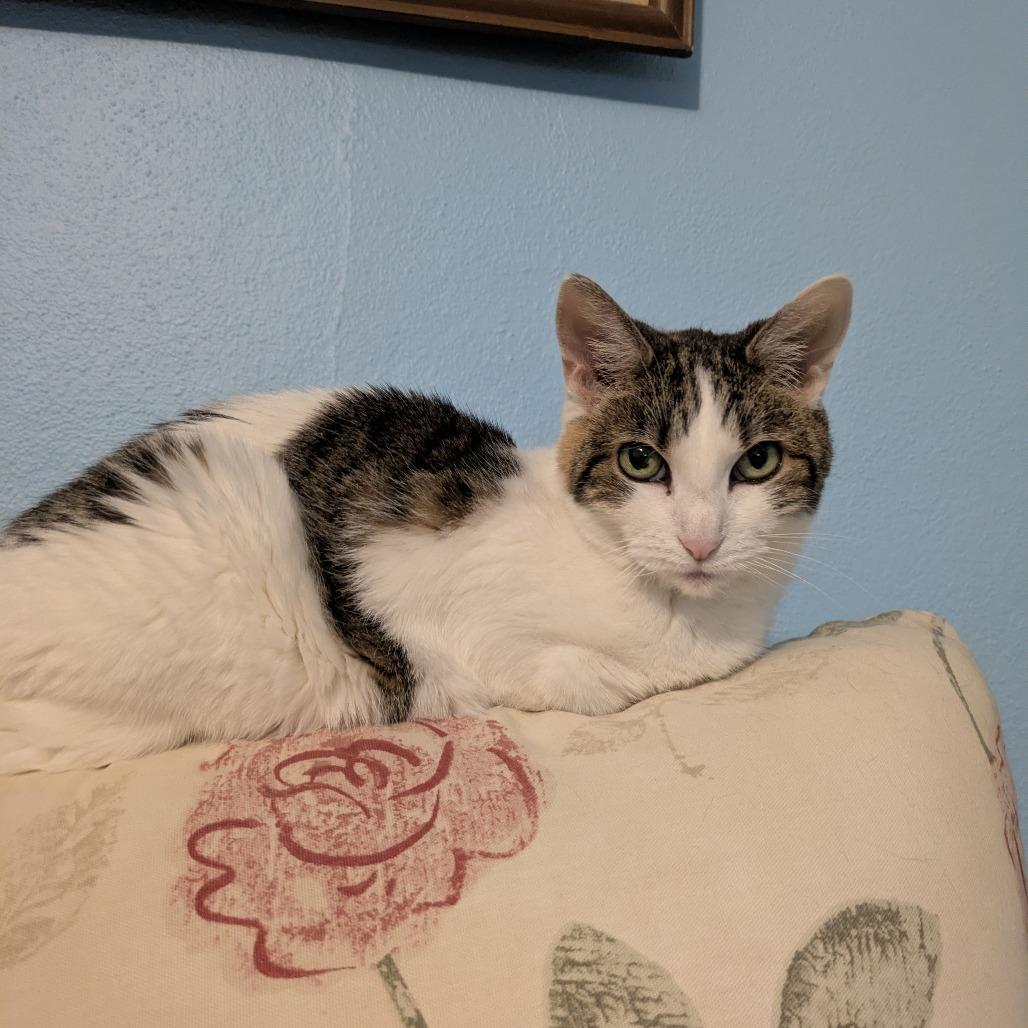 Confetti — thumbnail 3