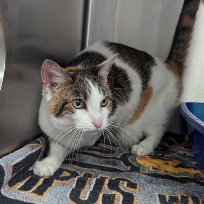 Confetti — thumbnail 4