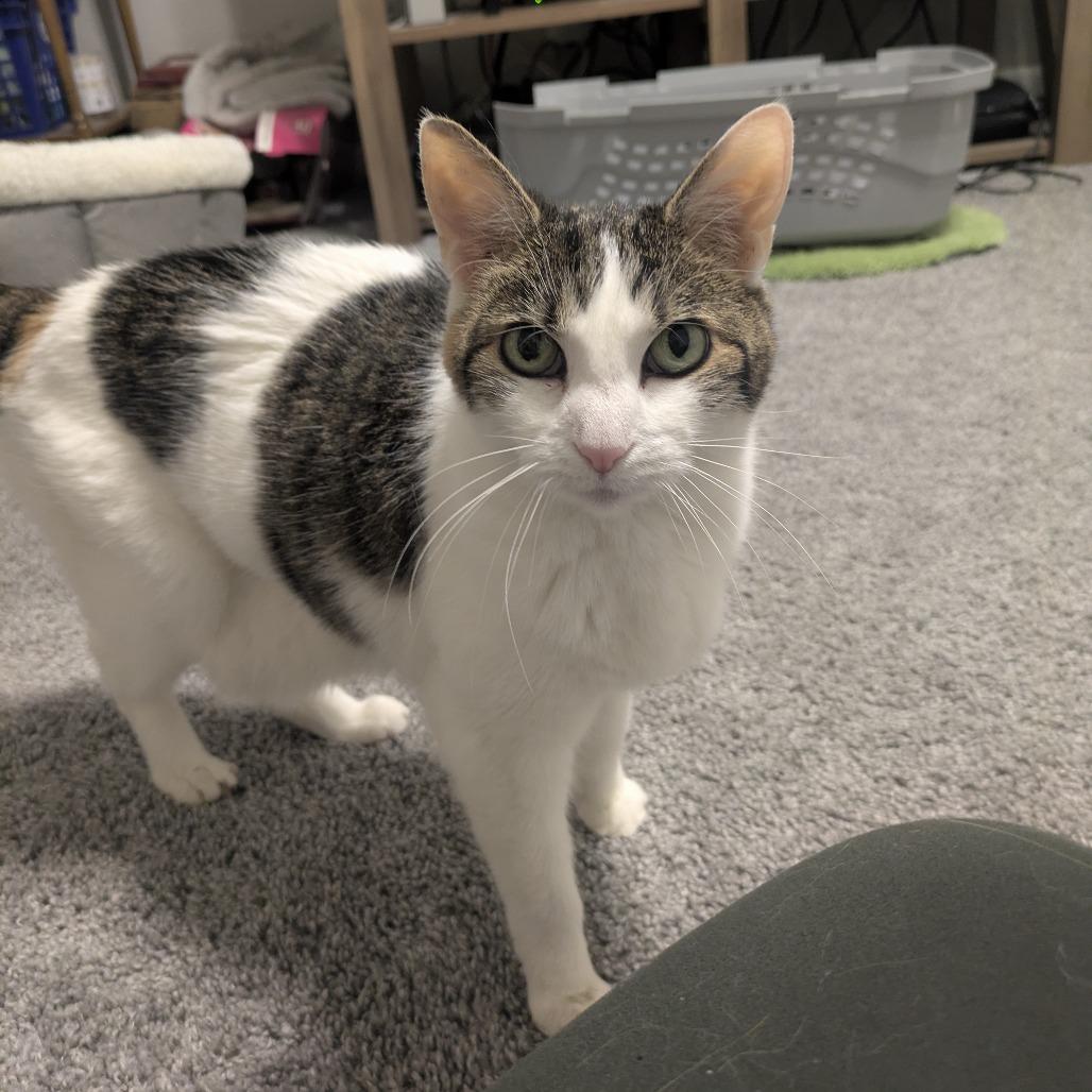 Confetti — thumbnail 5