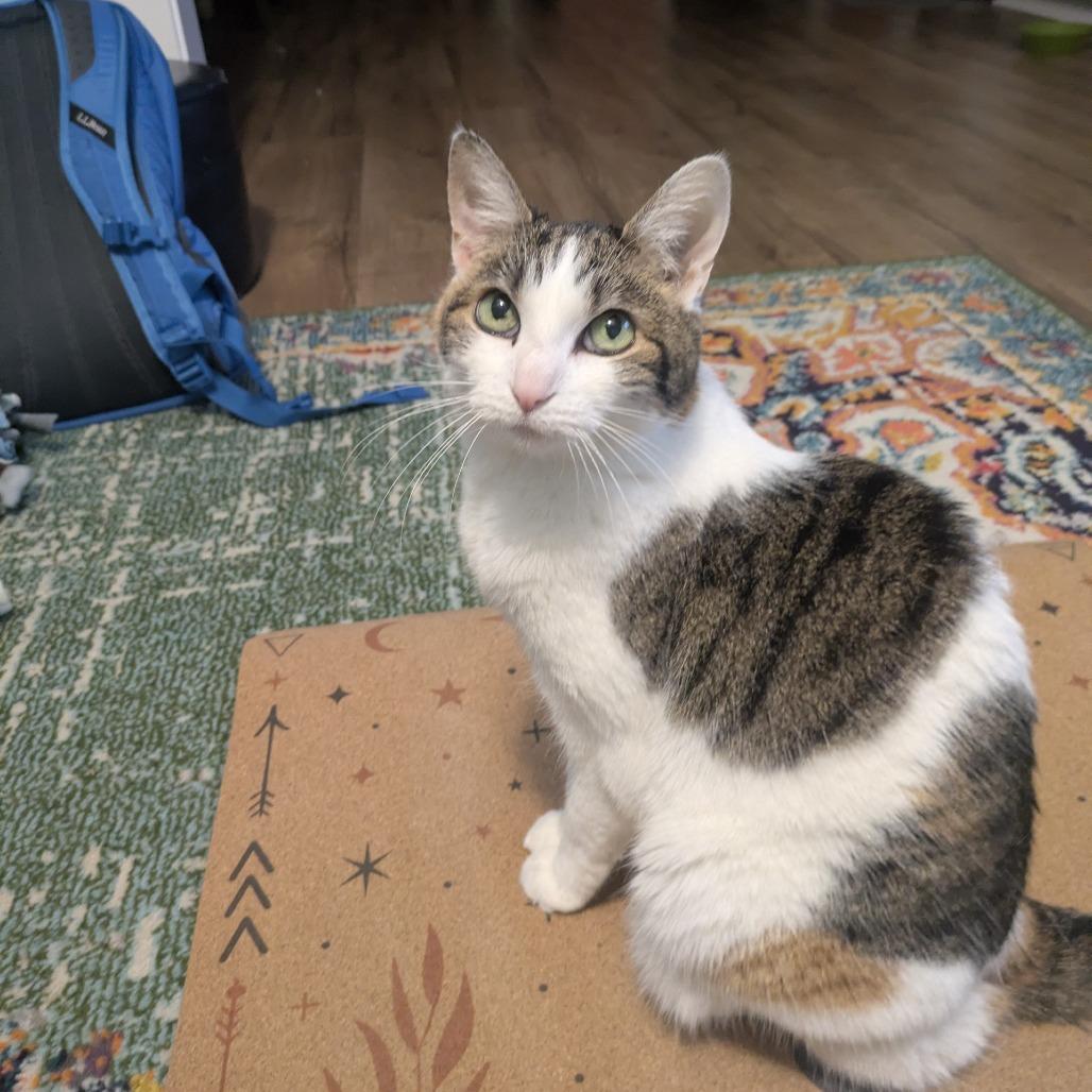 Confetti — thumbnail 6