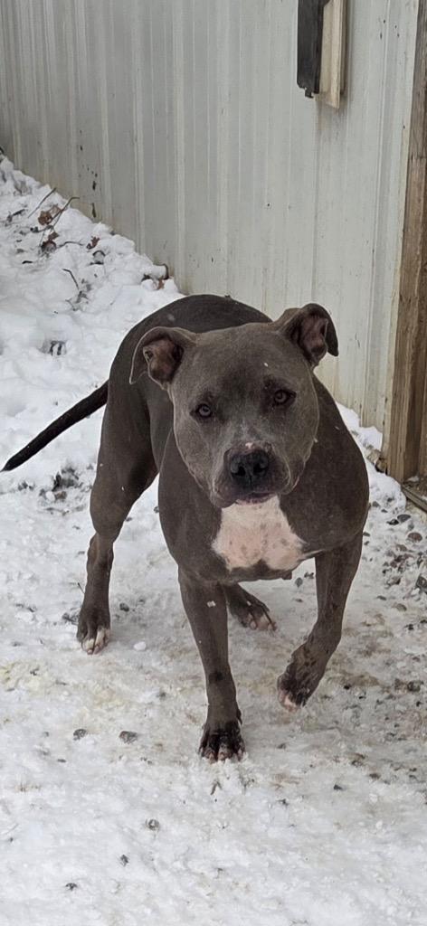 Precious, Adoptable, Adult Female Pit Bull Terrier & Mixed Breed.