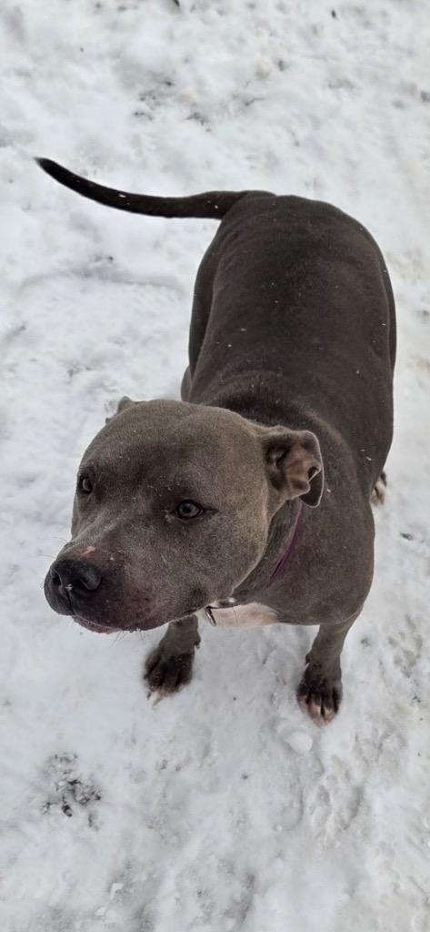 Enlarge Precious, a Adoptable mixed breed in Virginia, MN image 2/4