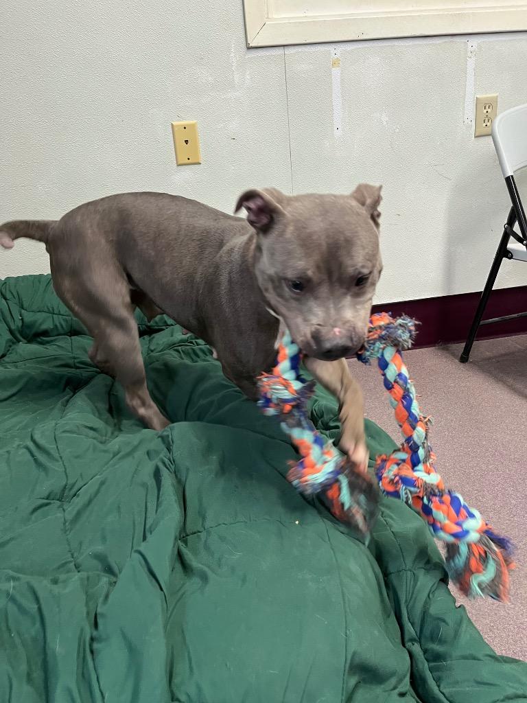 Enlarge Precious, a Adoptable mixed breed in Virginia, MN image 4/5