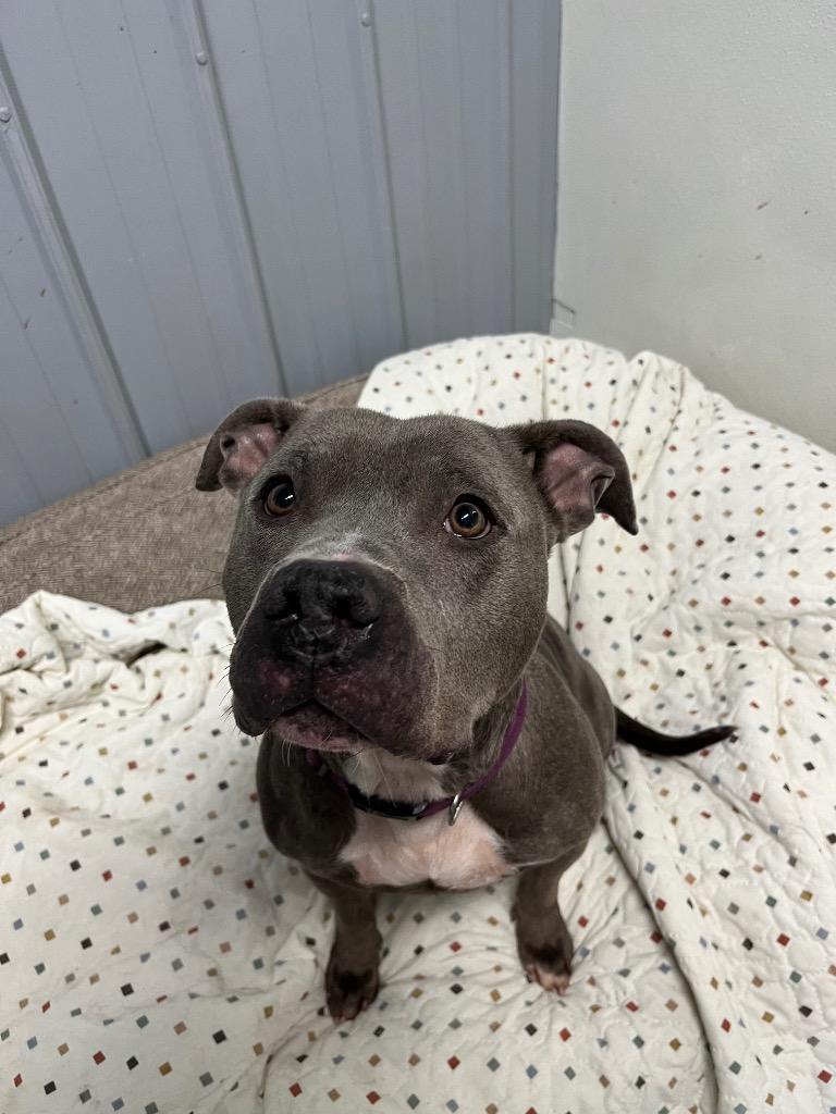 Enlarge Precious, a Adoptable mixed breed in Virginia, MN image 4/4