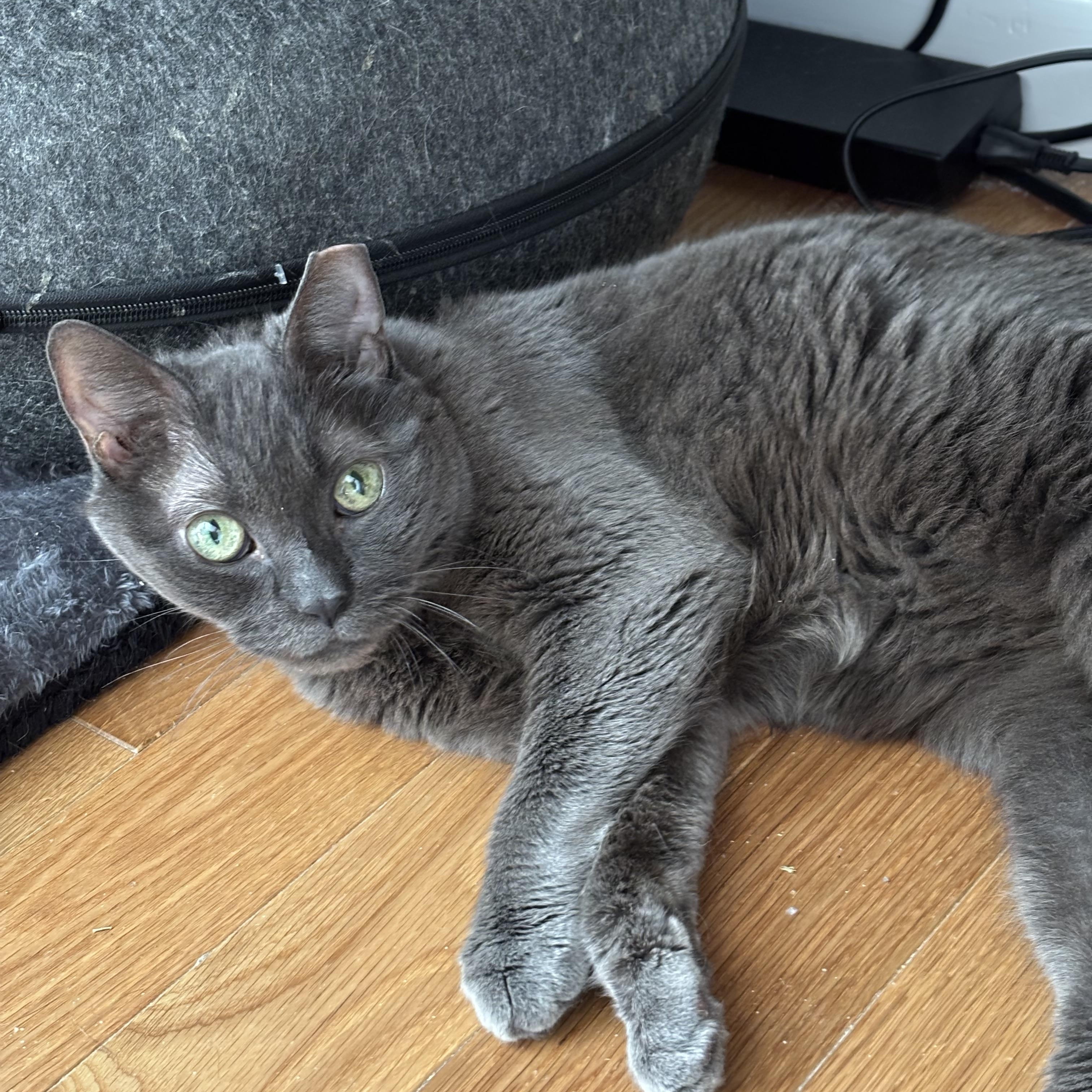 Enlarge Dim Sum, a Adoptable mixed breed in Groveland, MA image 3/6