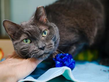 Enlarge Dim Sum, a Adoptable mixed breed in Groveland, MA image 2/6