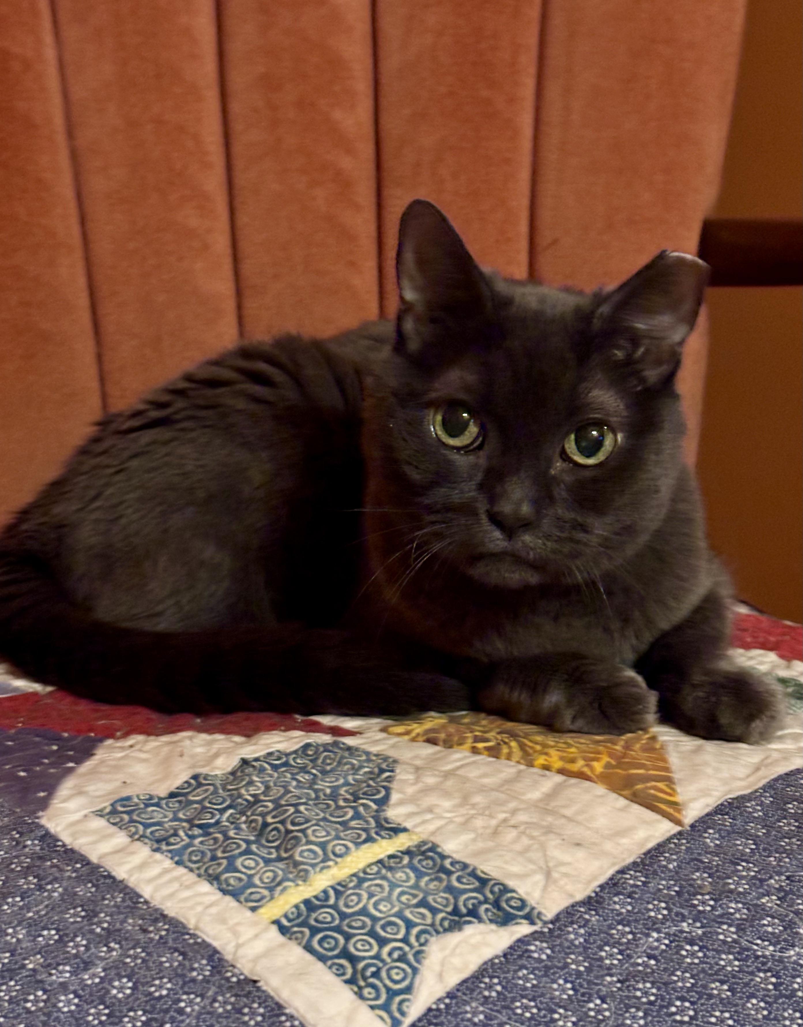 Dim Sum, Adoptable, Senior Female British Shorthair & Domestic Short Hair.