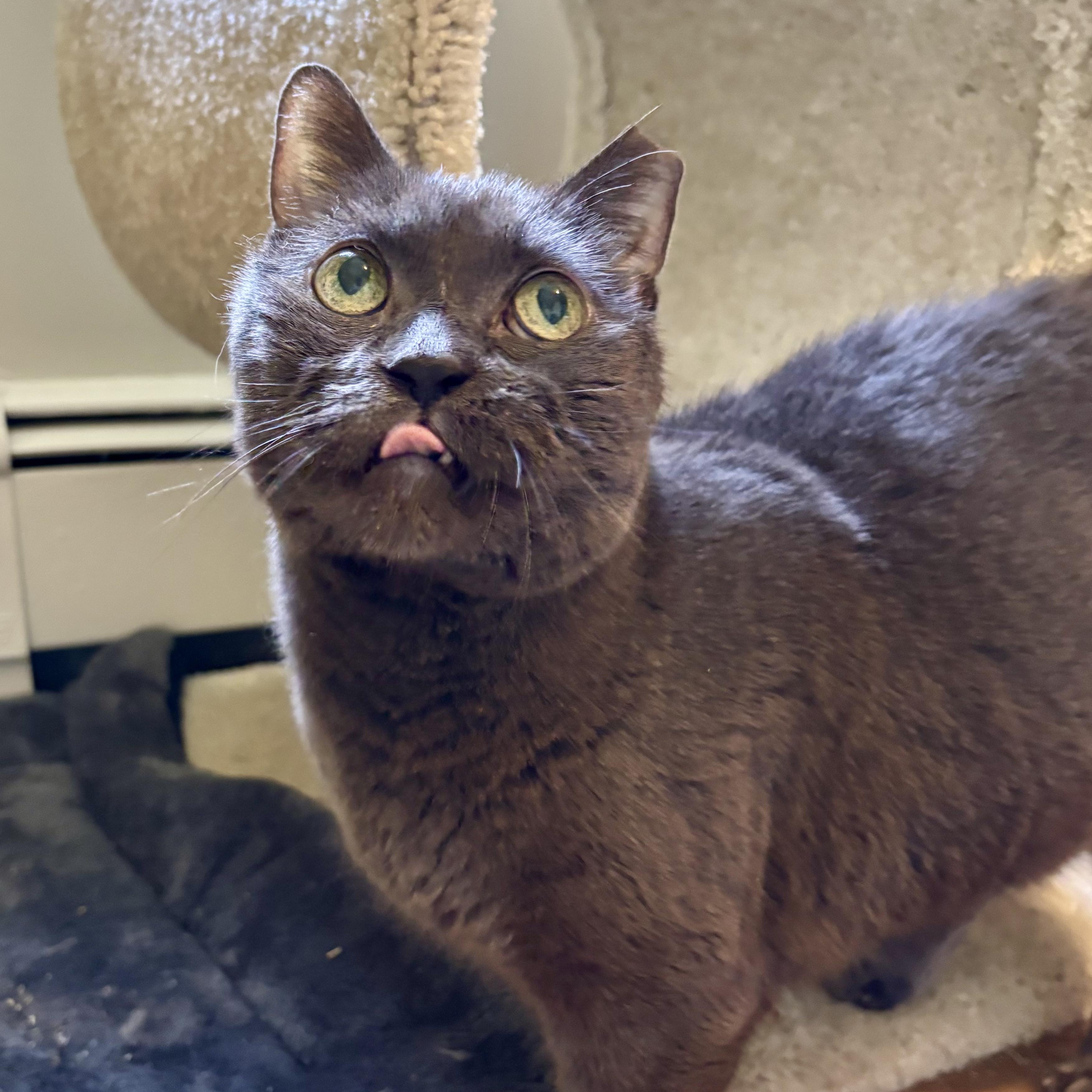 Enlarge Dim Sum, a Adoptable mixed breed in Groveland, MA image 4/6