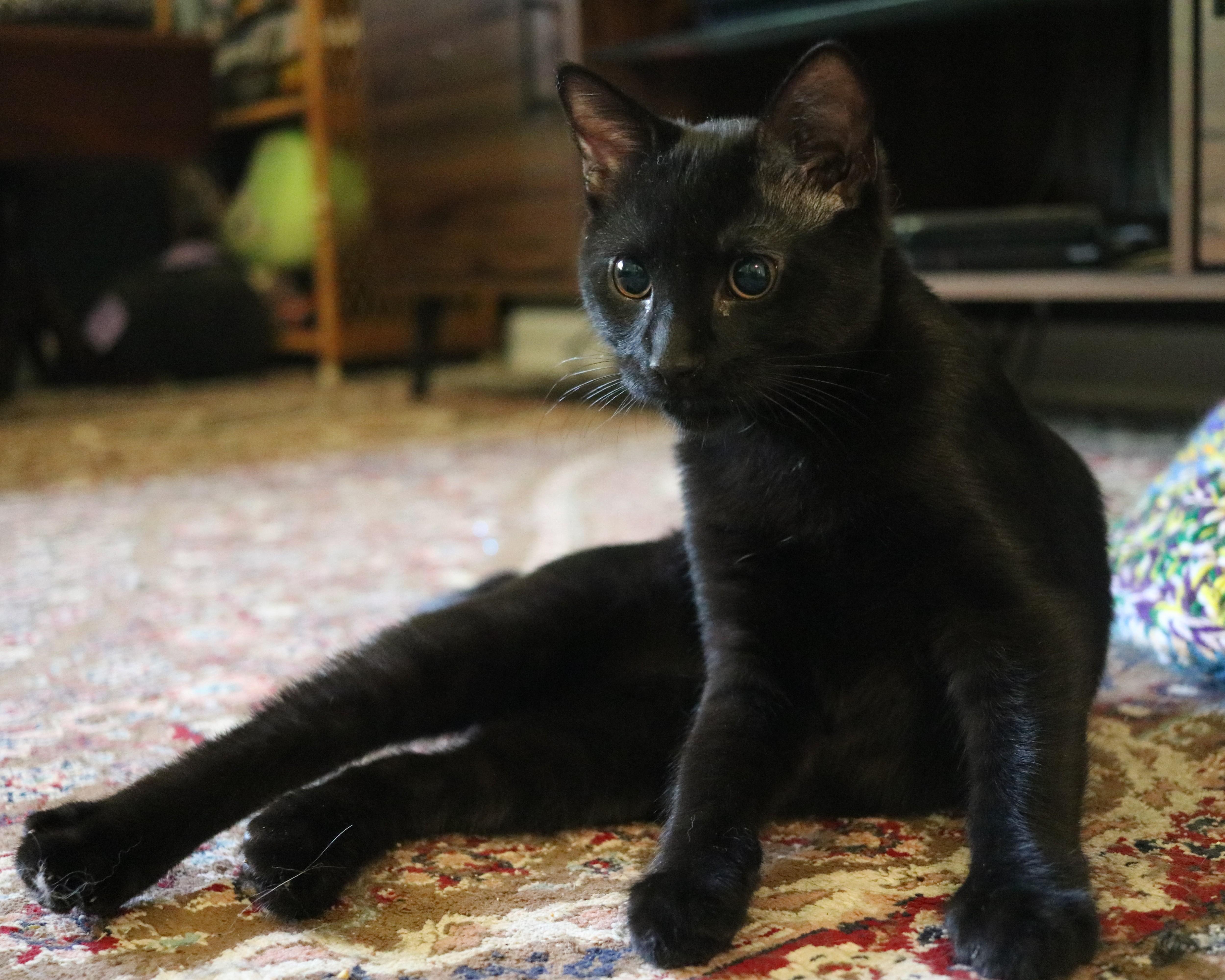 Enlarge Jasper, a ADOPTABLE Domestic Short Hair in Avondale Estates, GA image 1/5