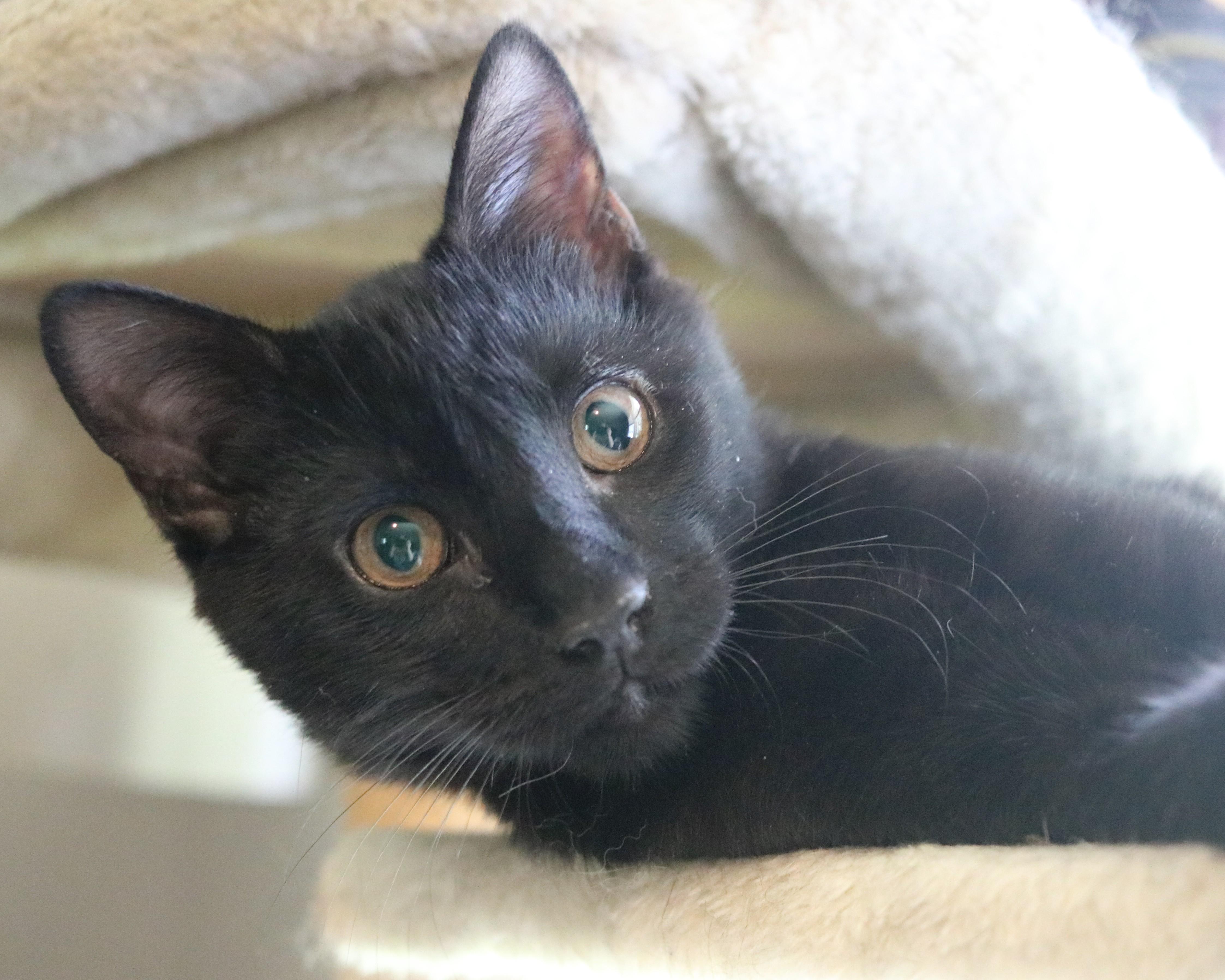 Enlarge Jasper, a ADOPTABLE Domestic Short Hair in Avondale Estates, GA image 5/5