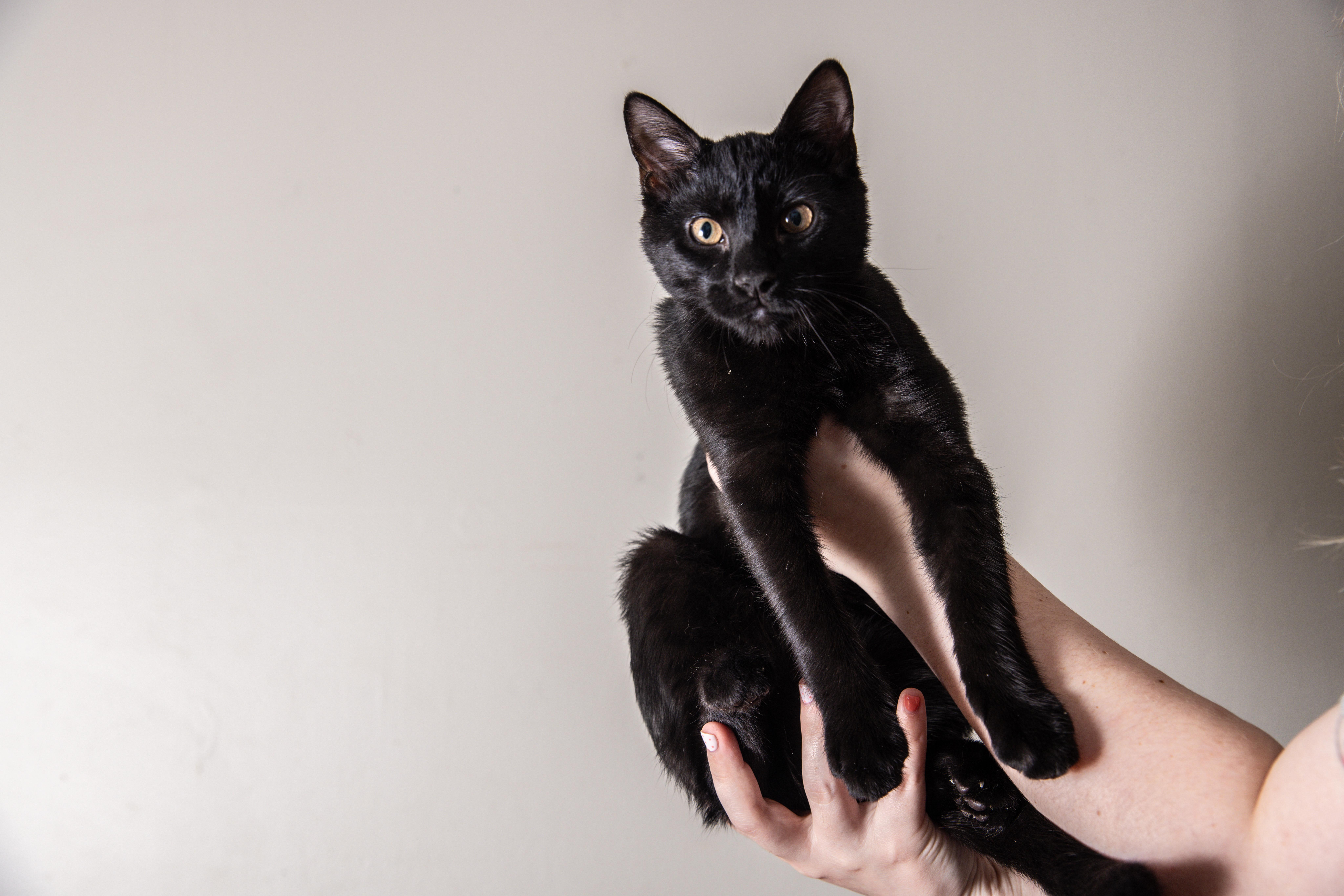 Jasper, a ADOPTABLE Domestic Short Hair in Avondale Estates, GA image 2/6