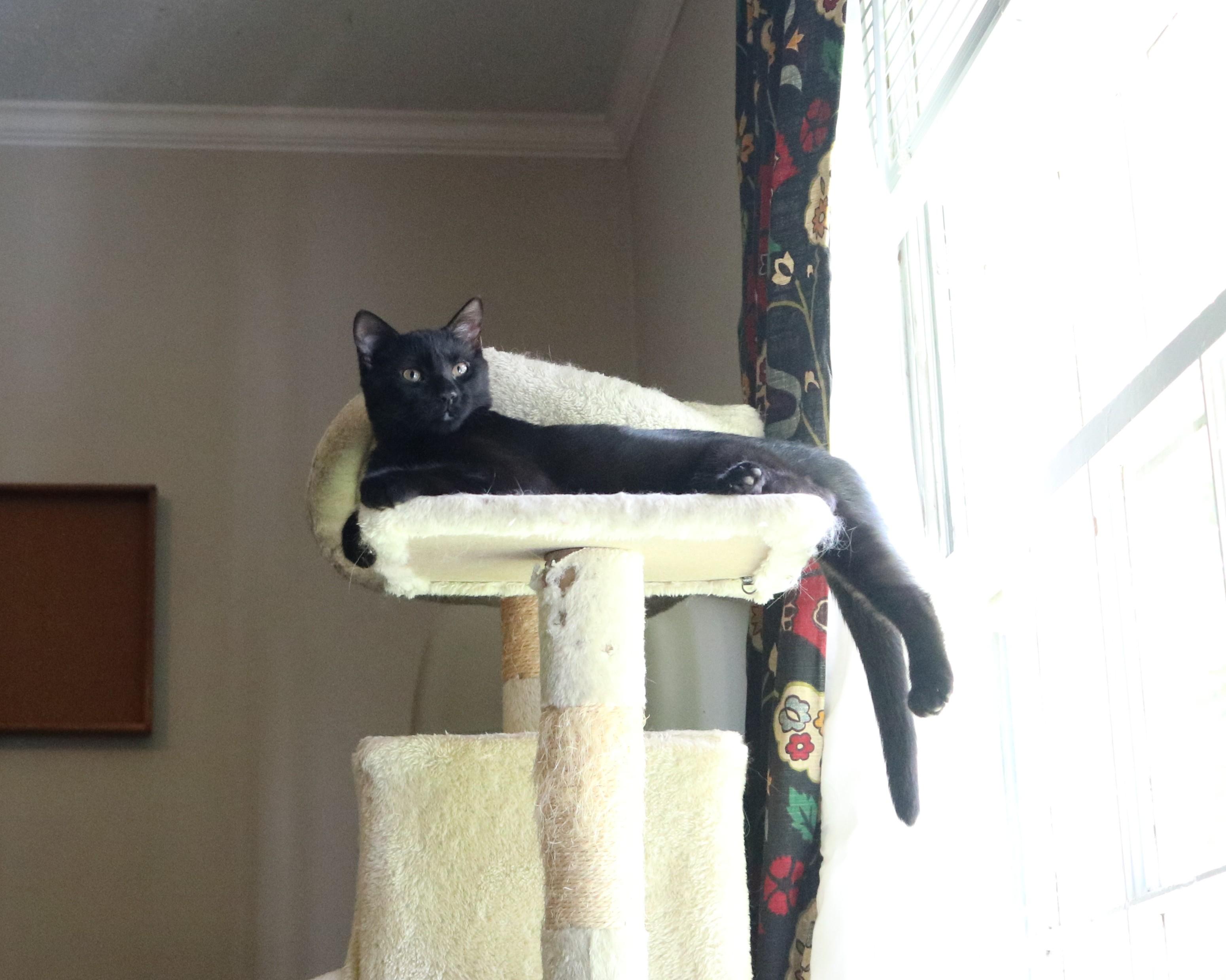 Enlarge Jasper, a ADOPTABLE Domestic Short Hair in Avondale Estates, GA image 2/5