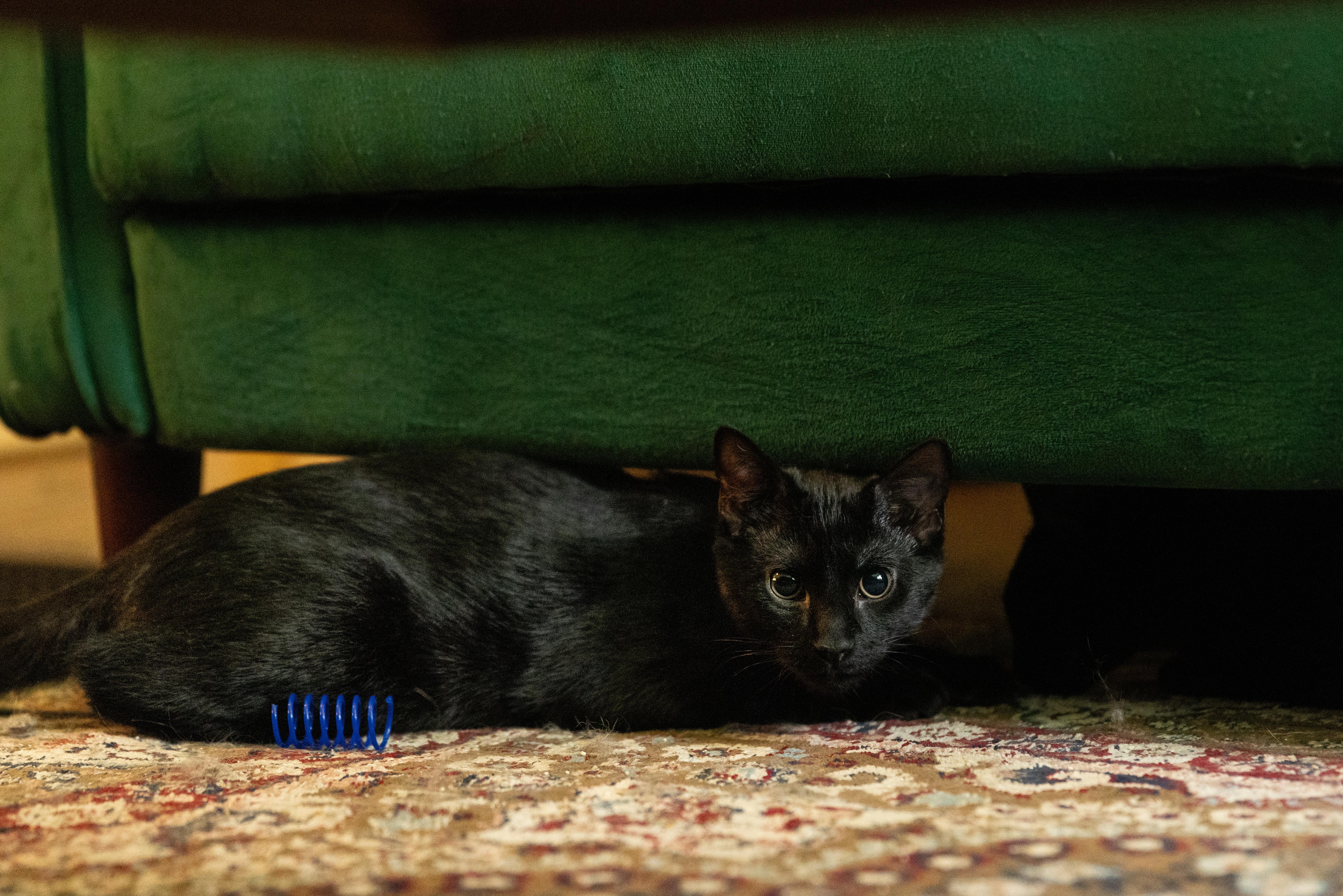 Jasper, a ADOPTABLE Domestic Short Hair in Avondale Estates, GA image 6/6