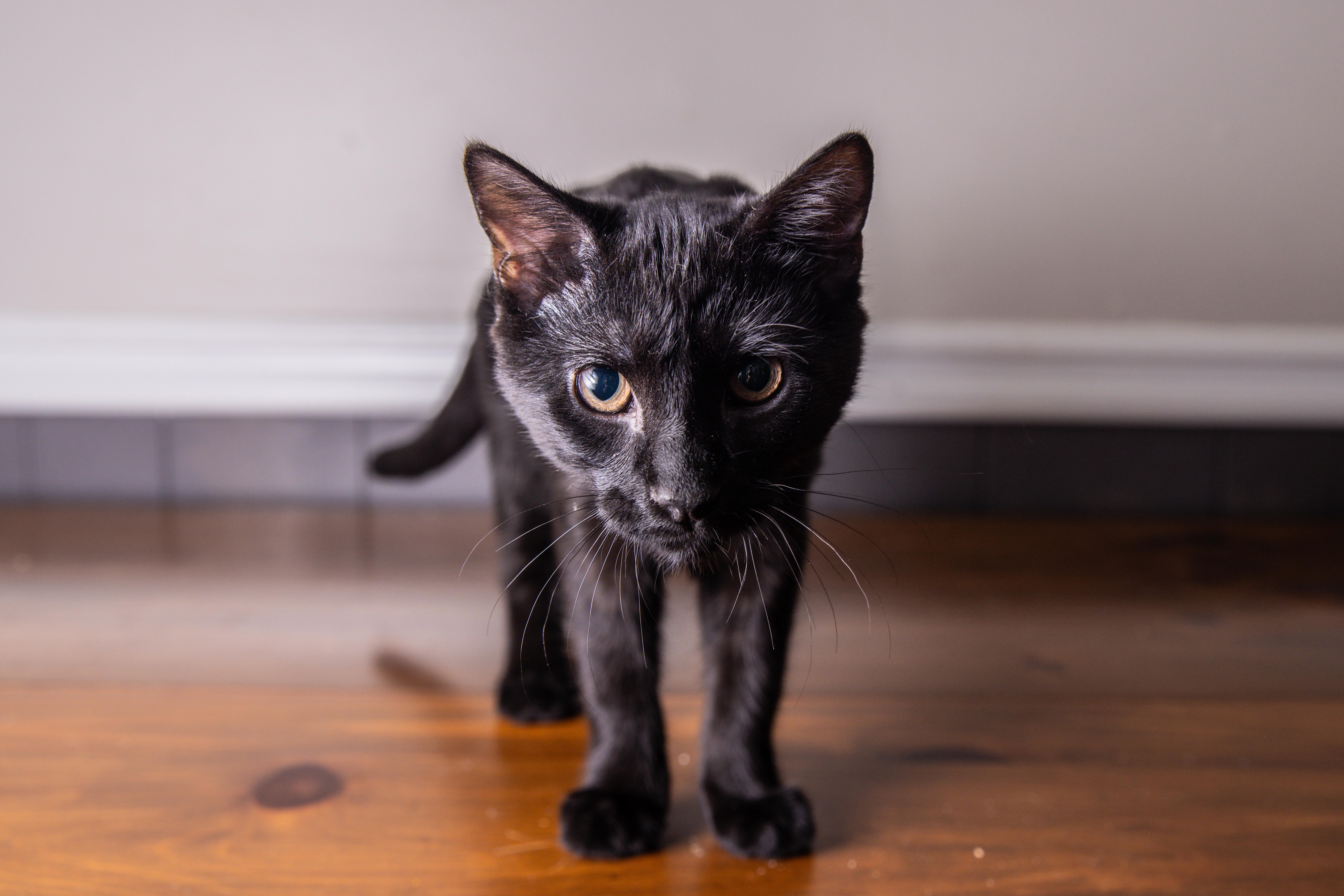 Jasper, a ADOPTABLE Domestic Short Hair in Avondale Estates, GA image 4/6