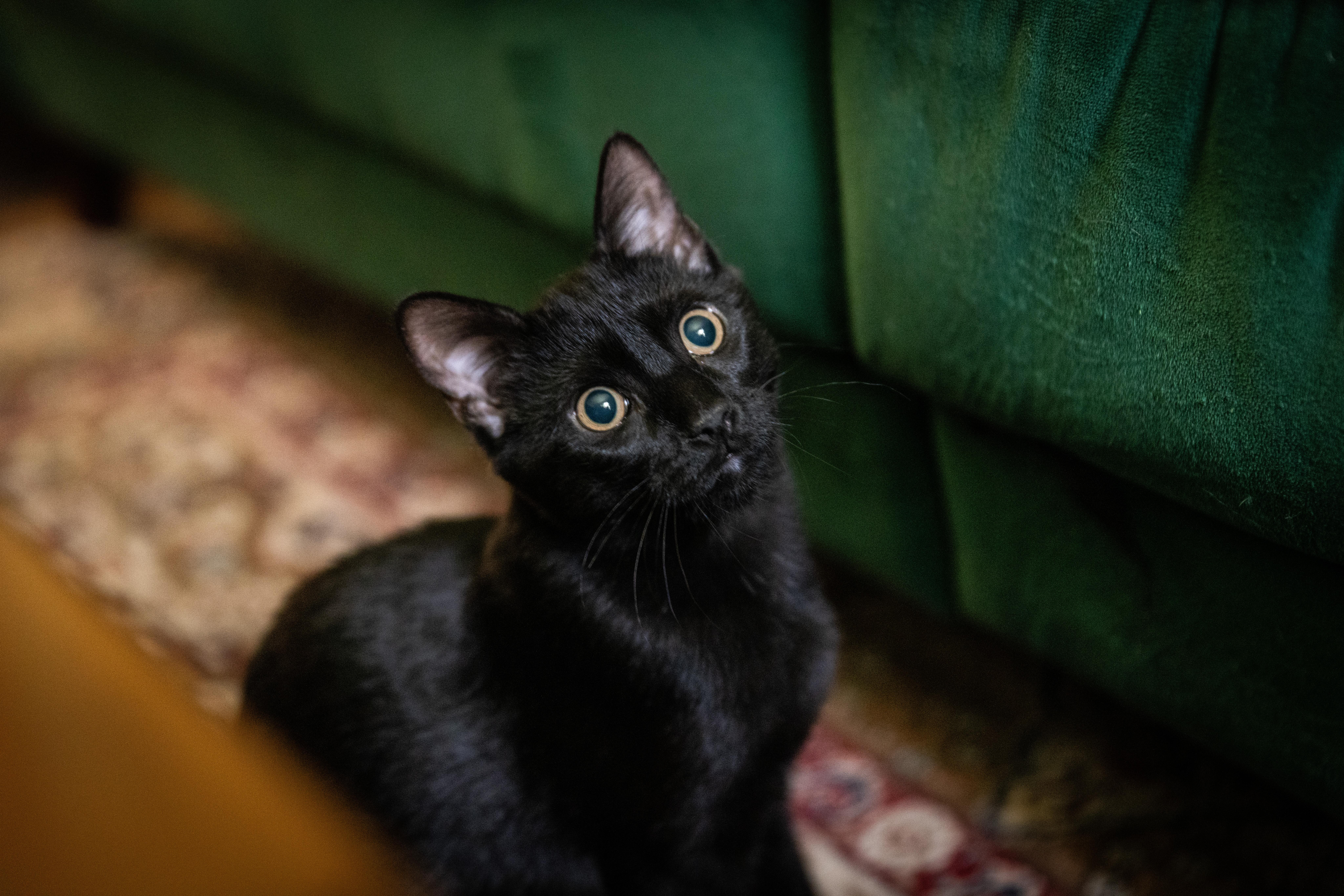 Jasper, a ADOPTABLE Domestic Short Hair in Avondale Estates, GA image 3/6