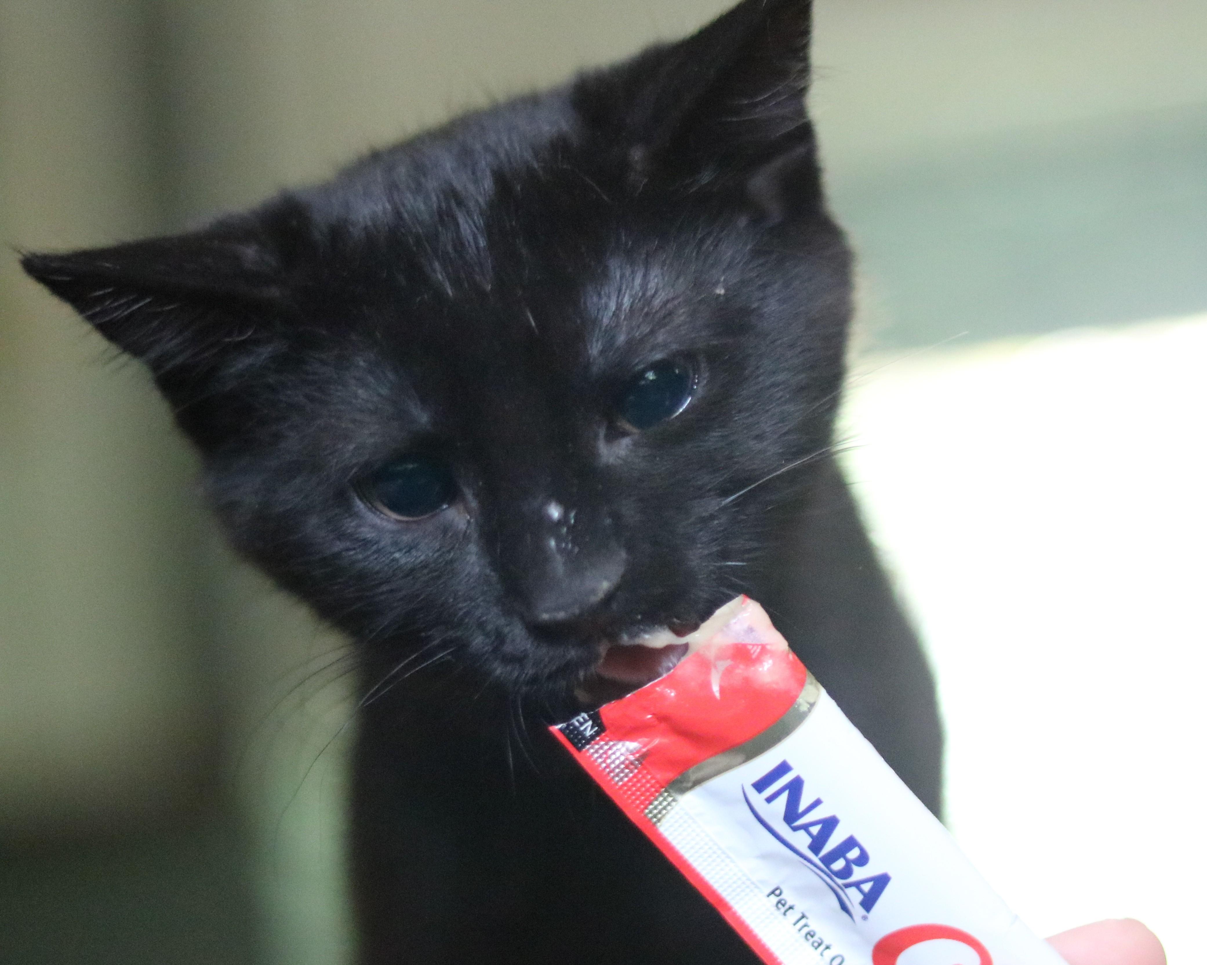Enlarge Jasper, a ADOPTABLE Domestic Short Hair in Avondale Estates, GA image 3/5