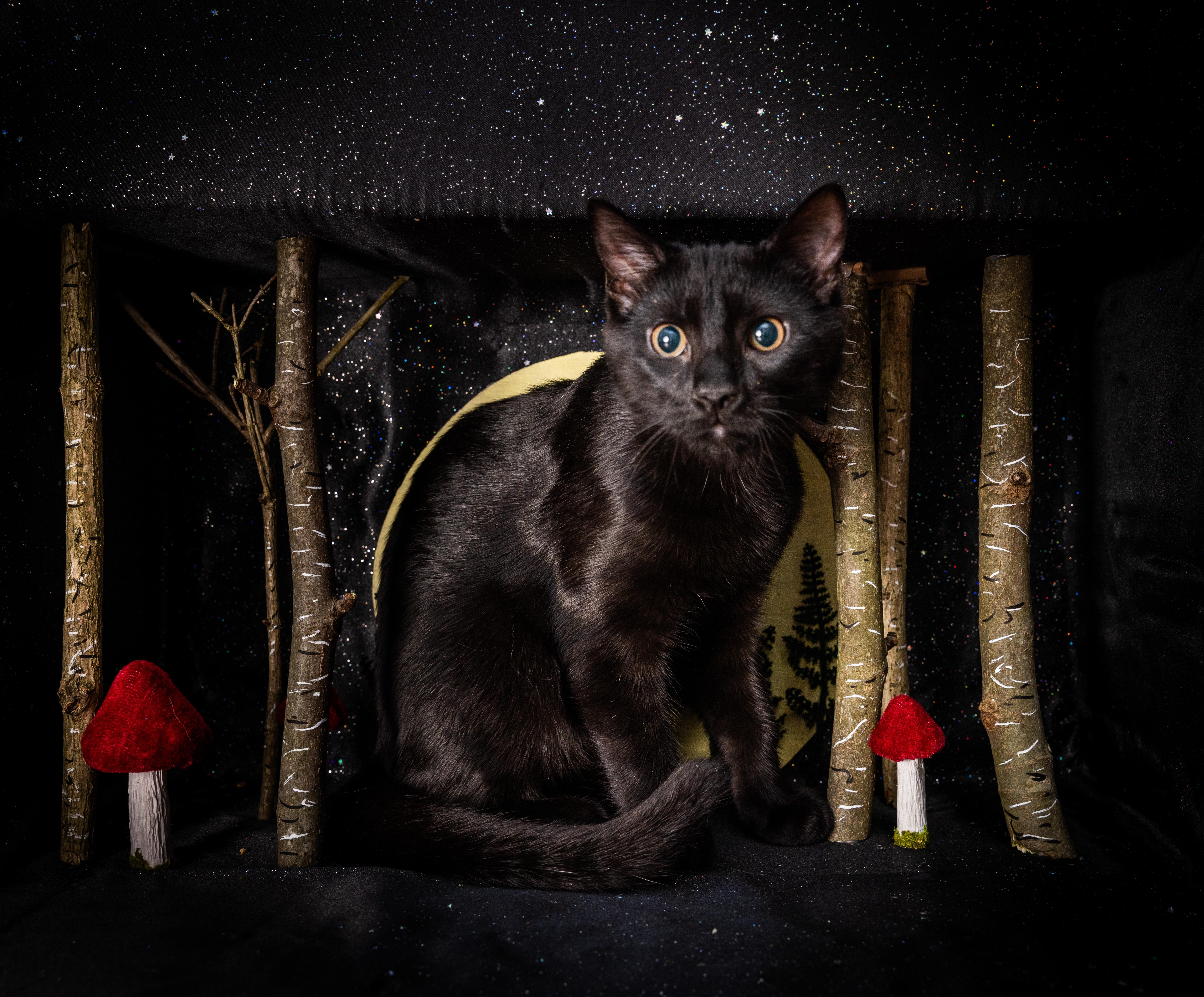 Jasper, ADOPTABLE, Kitten Male Domestic Short Hair.