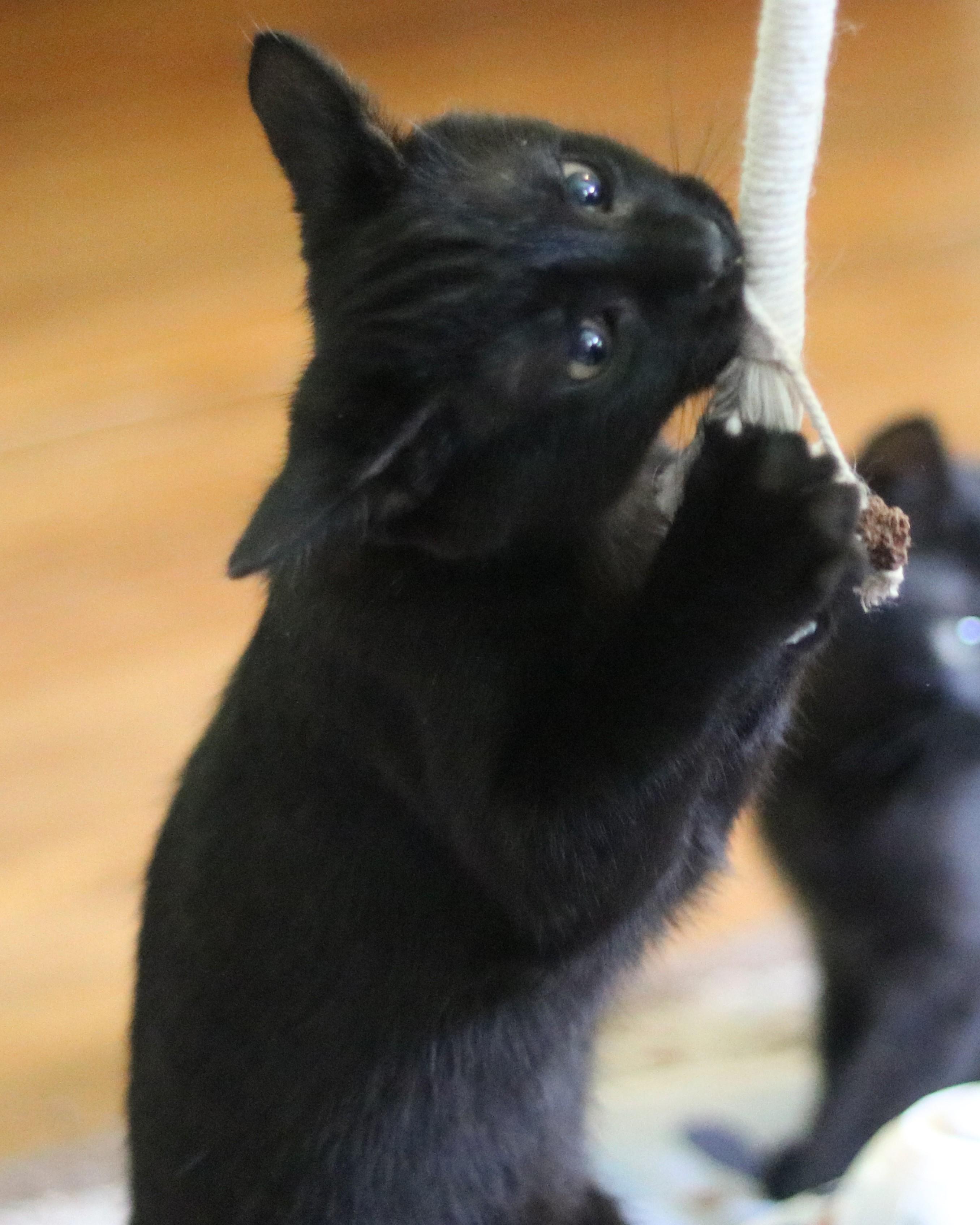 Enlarge Jasper, a ADOPTABLE Domestic Short Hair in Avondale Estates, GA image 4/5