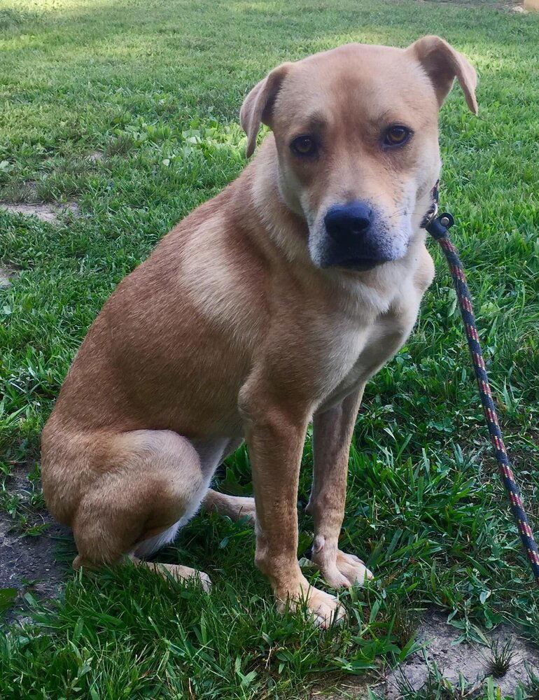 Missy (GA), Adoptable, Adult Female Shepherd & Labrador Retriever.