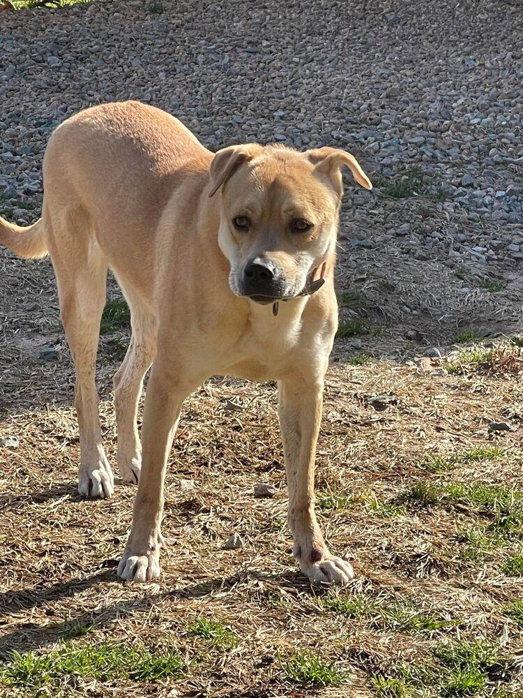 Enlarge Missy (GA), a Adoptable mixed breed in New York, NY image 3/3