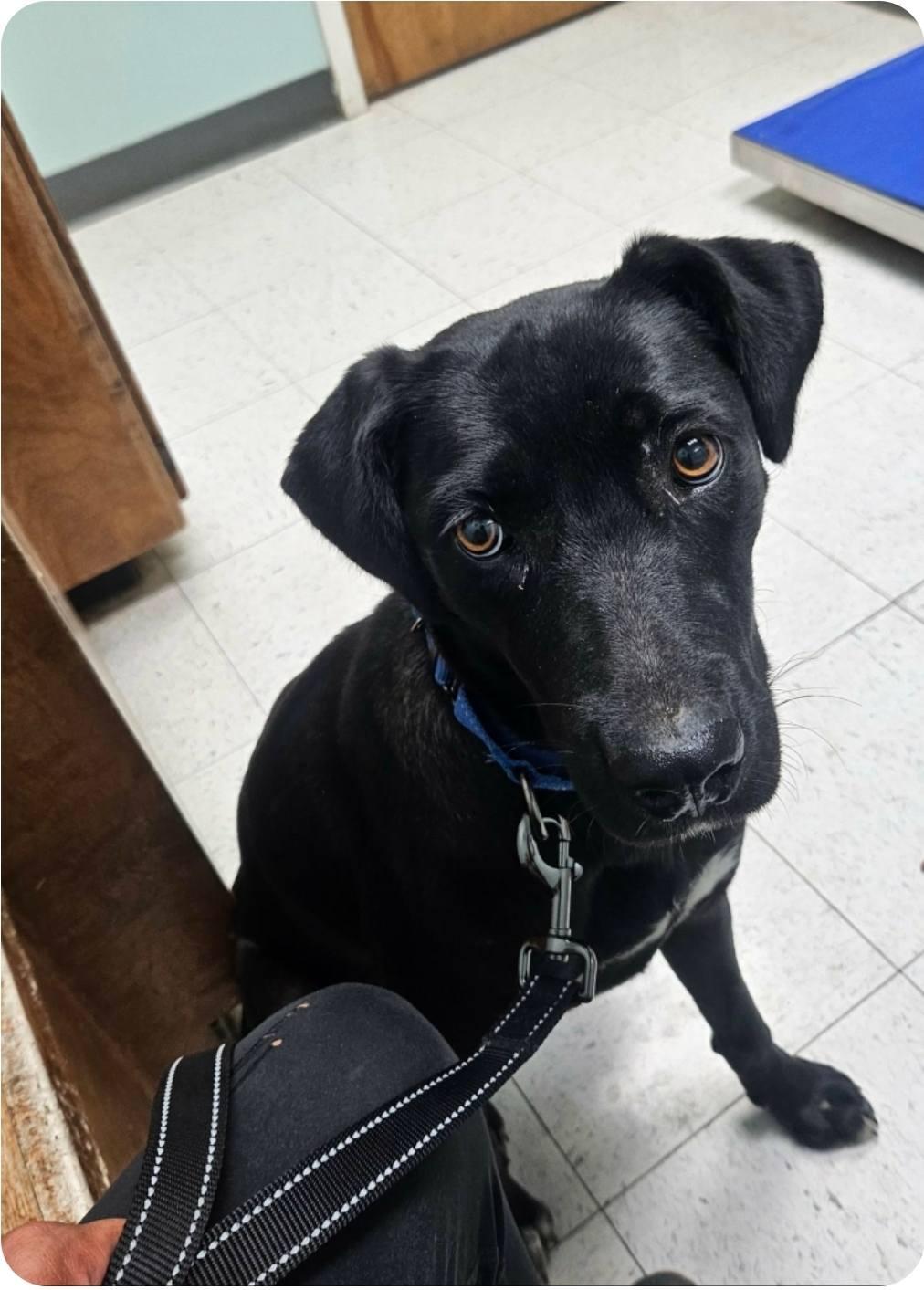Enlarge Jade, a ADOPTABLE mixed breed in Paramus, NJ image 6/6