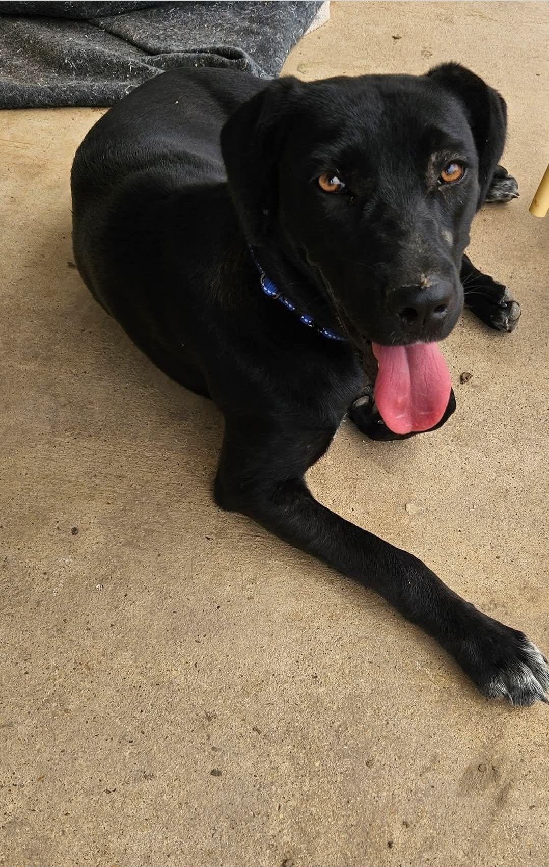 Enlarge Jade, a ADOPTABLE mixed breed in Paramus, NJ image 2/6