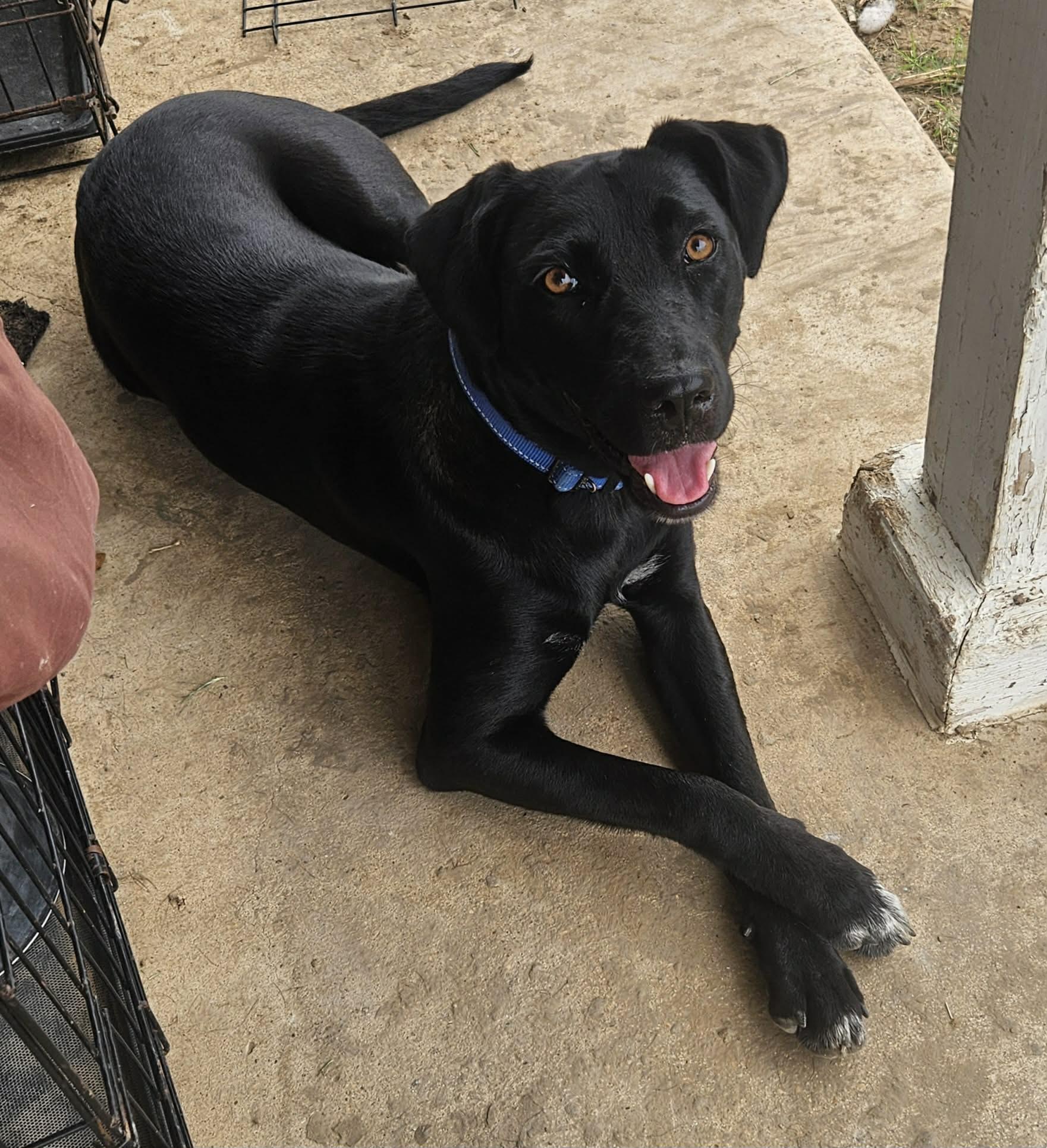 Enlarge Jade, a ADOPTABLE mixed breed in Paramus, NJ image 1/6