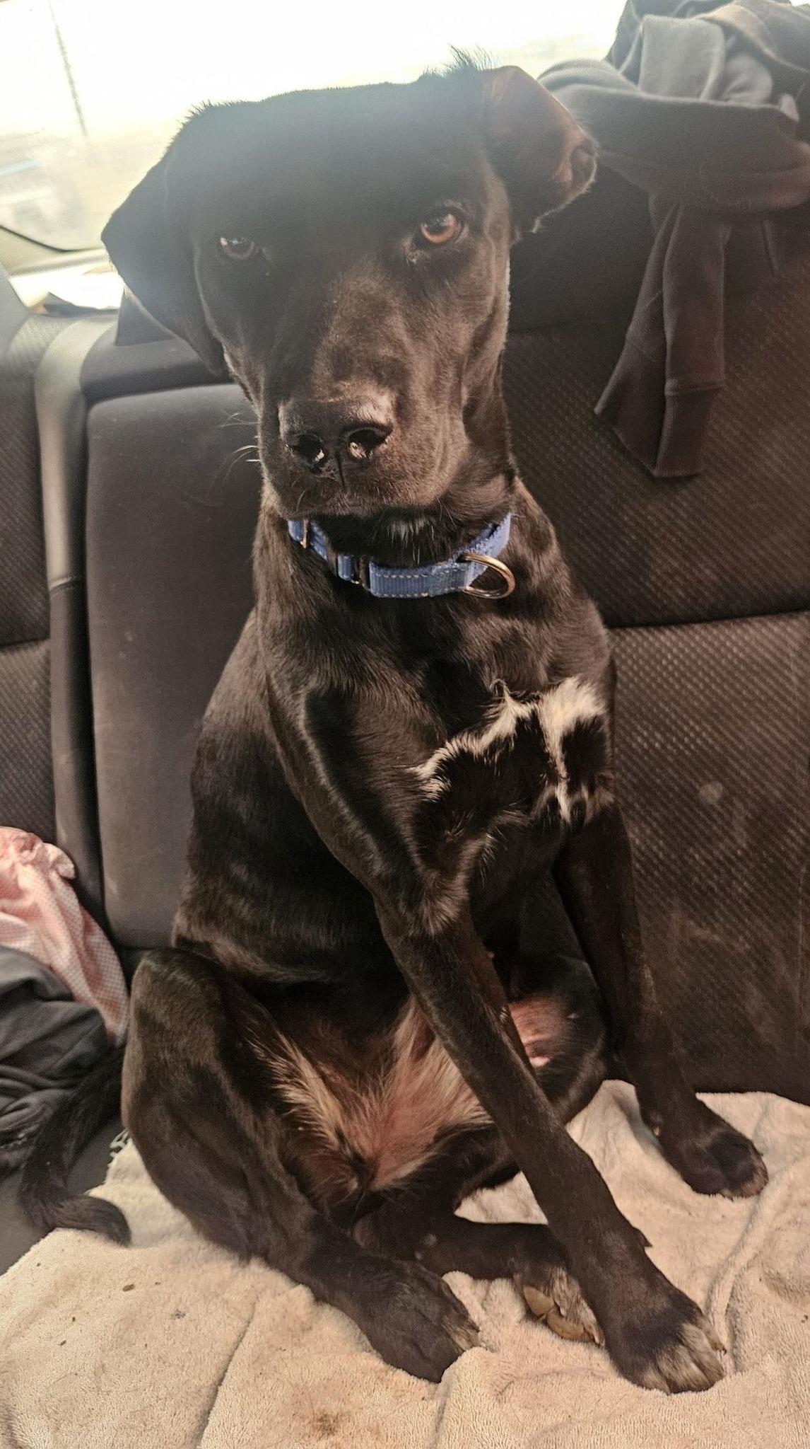 Enlarge Jade, a ADOPTABLE mixed breed in Paramus, NJ image 2/6