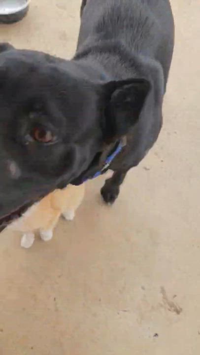 Enlarge Jade, a ADOPTABLE mixed breed in Paramus, NJ video 4/6