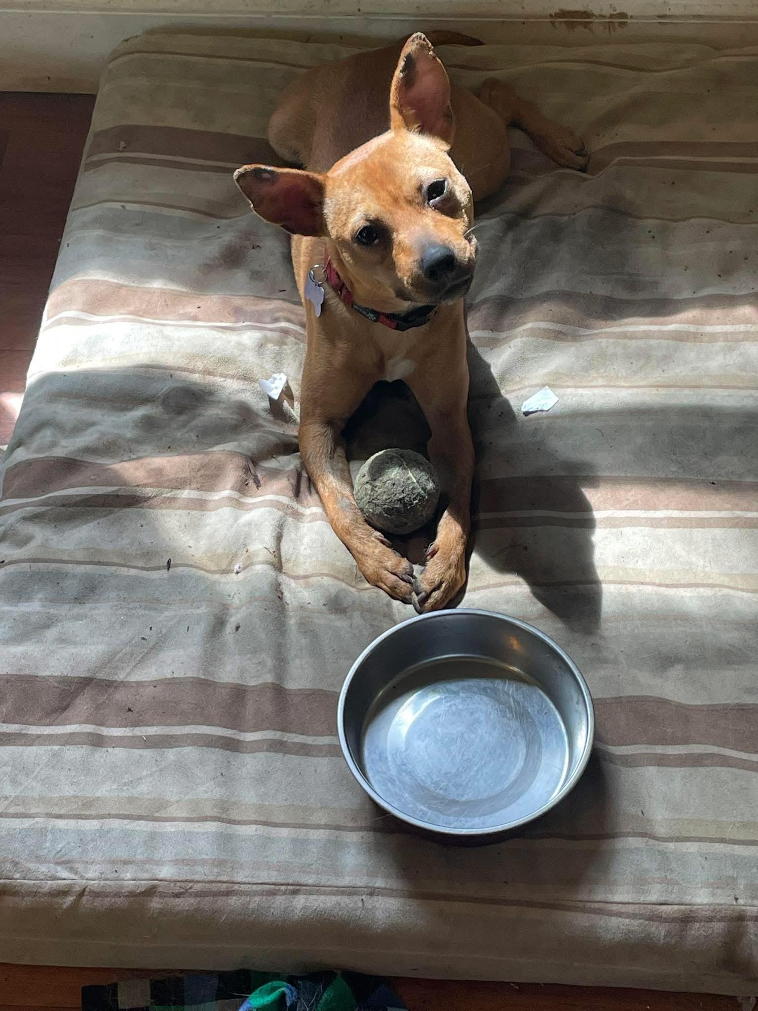 Enlarge Crimson, a ADOPTABLE mixed breed in Randolph Center, VT image 5/5