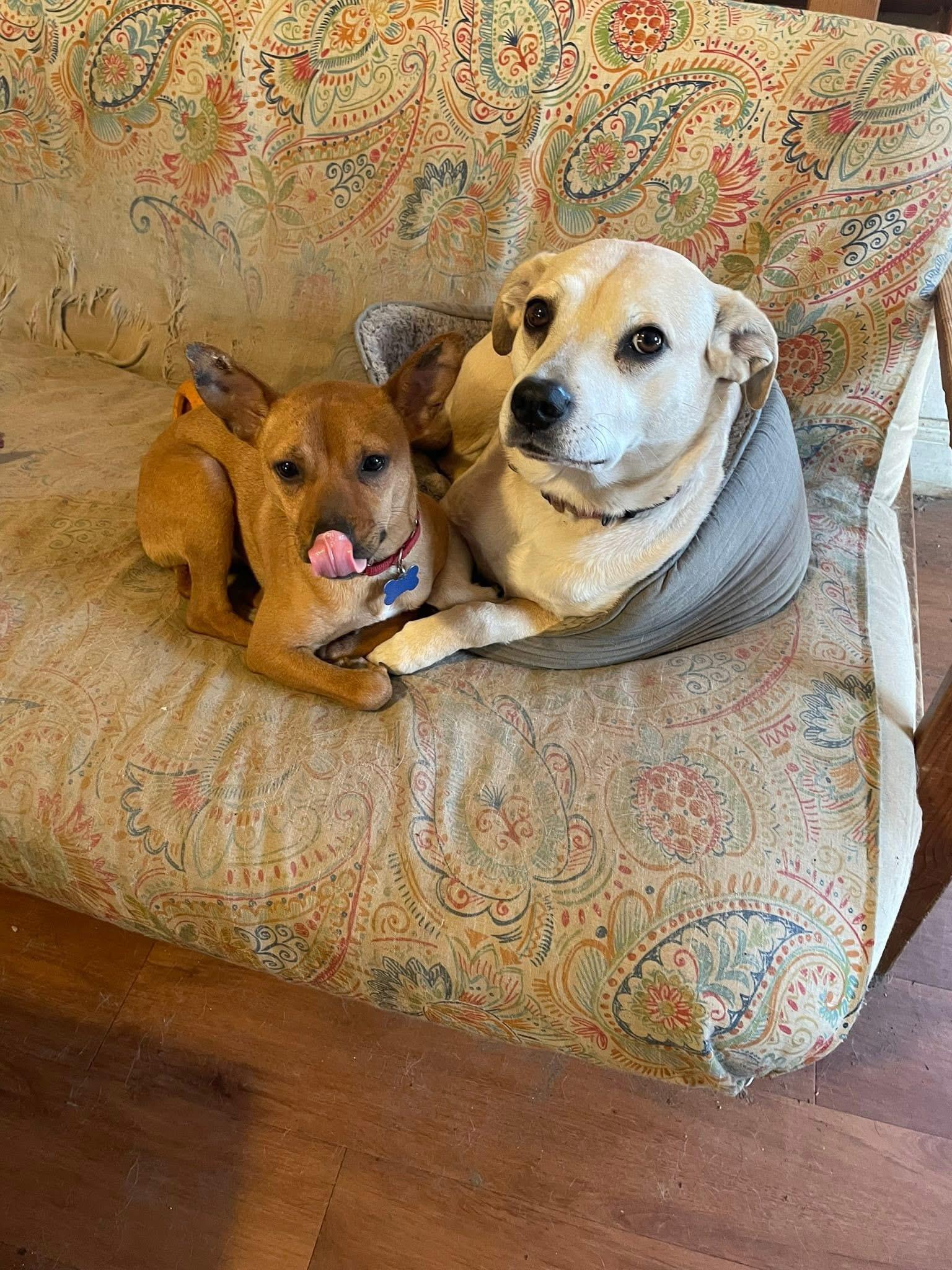Enlarge Crimson, a ADOPTABLE mixed breed in Randolph Center, VT image 4/5