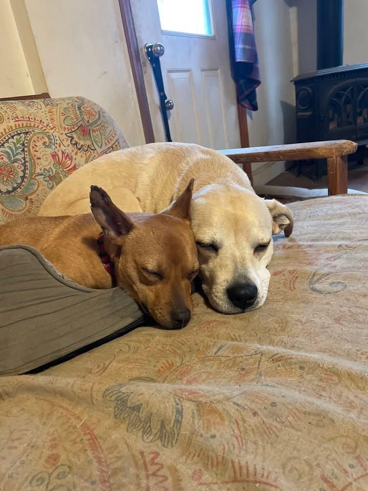 Enlarge Crimson, a ADOPTABLE mixed breed in Randolph Center, VT image 2/5