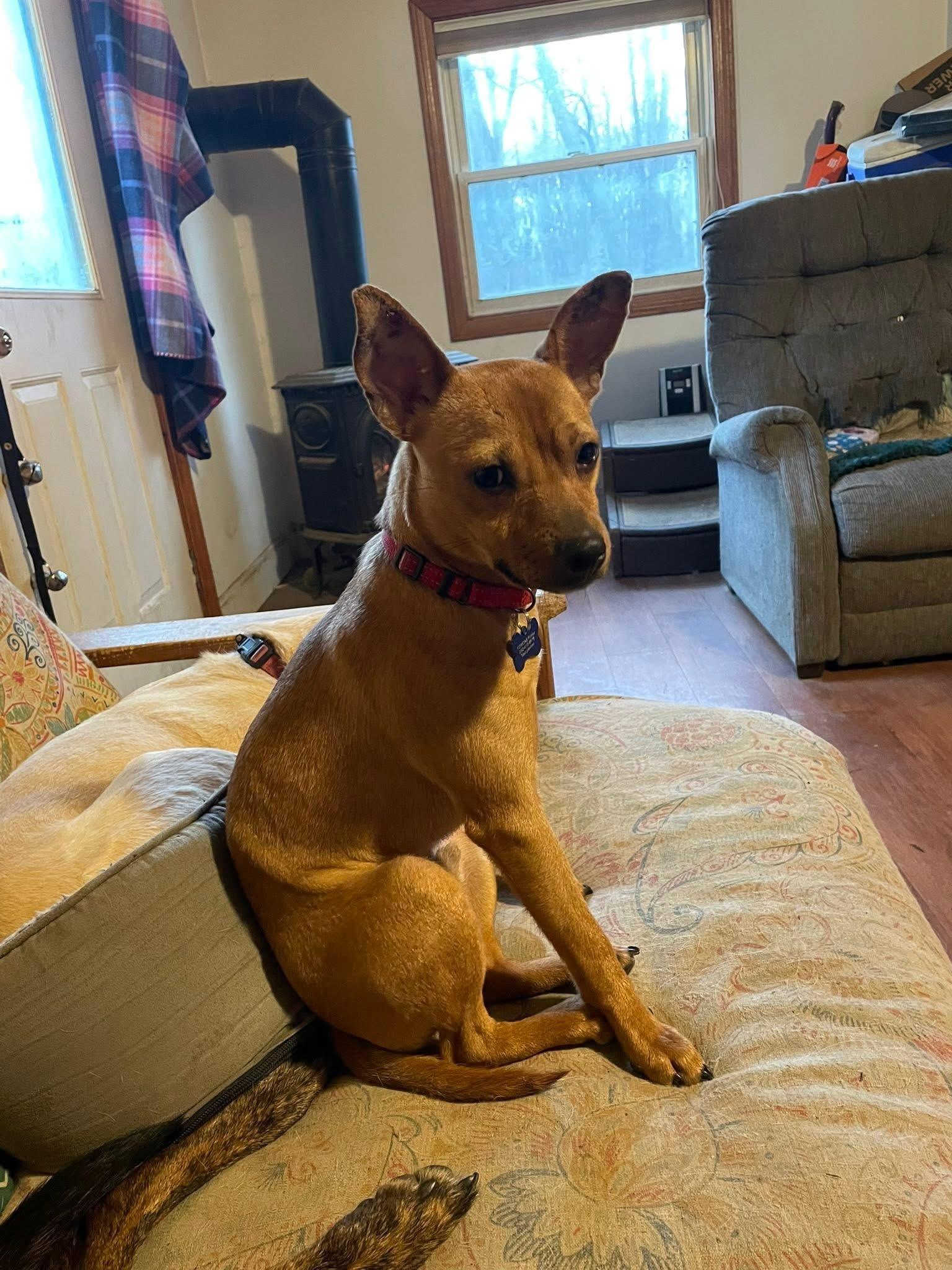 Crimson, ADOPTABLE, Puppy Male Chihuahua.