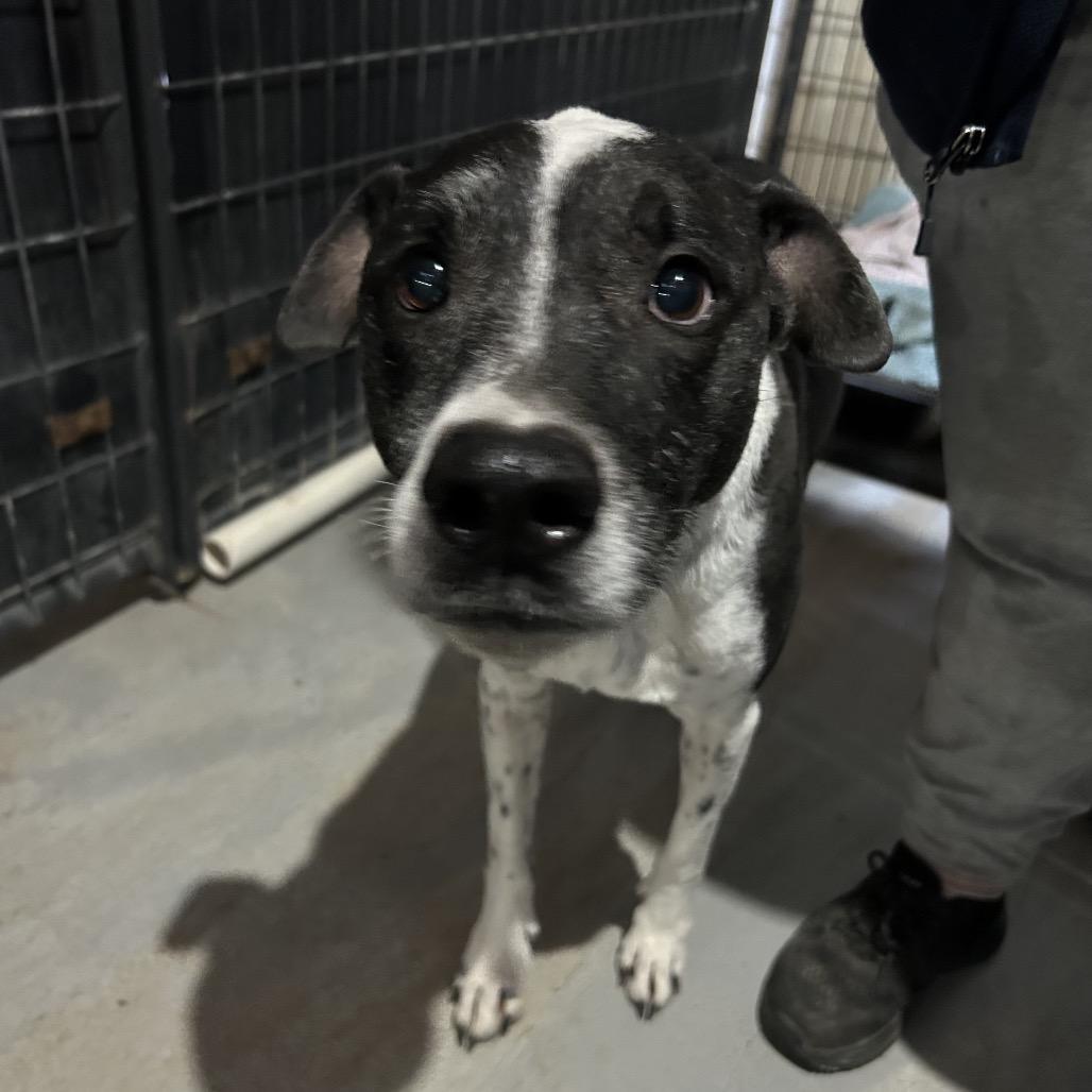 Pepper, Adoptable, Senior Female Mixed Breed & Mixed Breed.