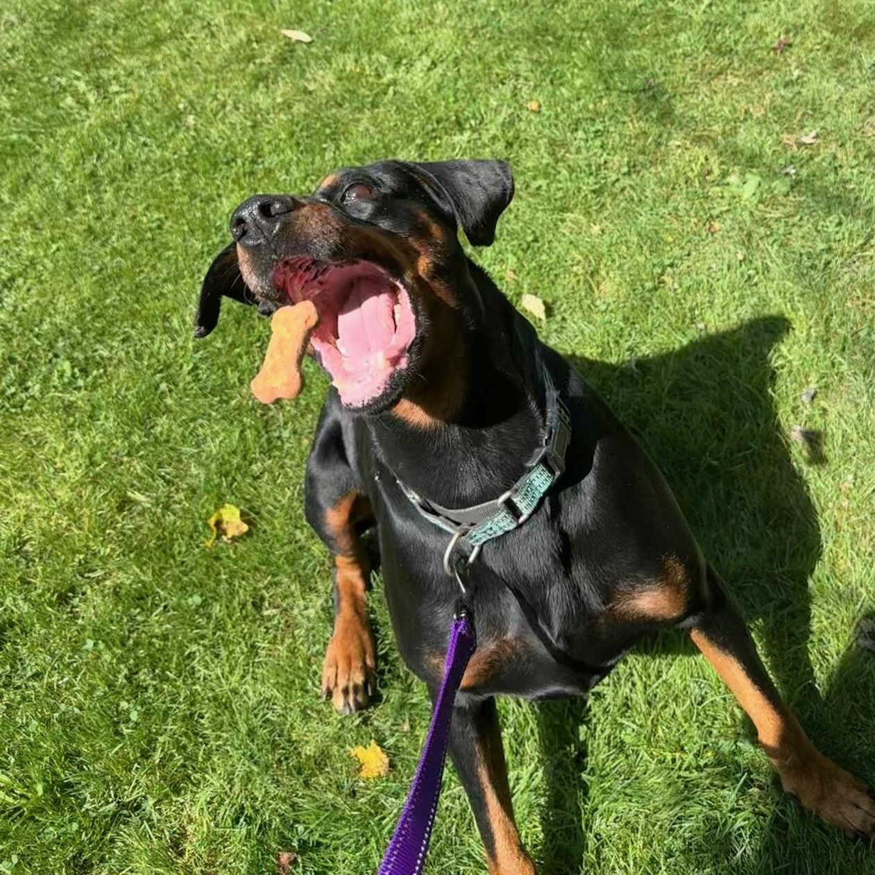 Tryon, a Adoptable Doberman Pinscher in Honesdale, PA image 5/5