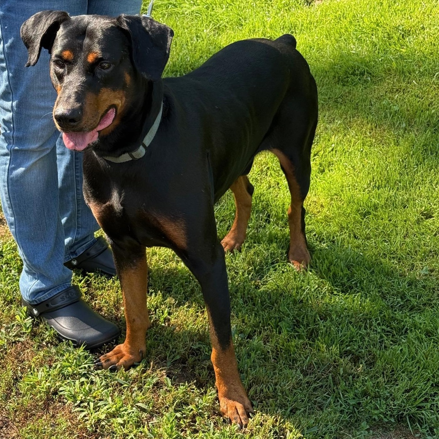 Tryon, Adoptable, Adult Male Doberman Pinscher.