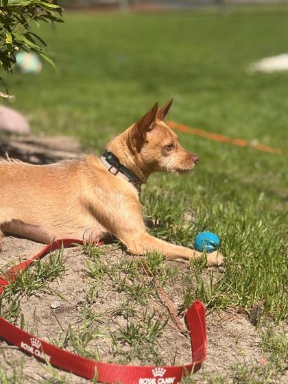 Cricket, Adoptable, Adult Female Chihuahua & Mixed Breed.