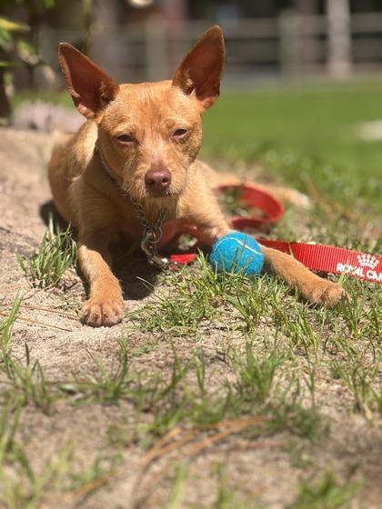 Enlarge Cricket, a Adoptable mixed breed in Southern Pines, NC image 1/3