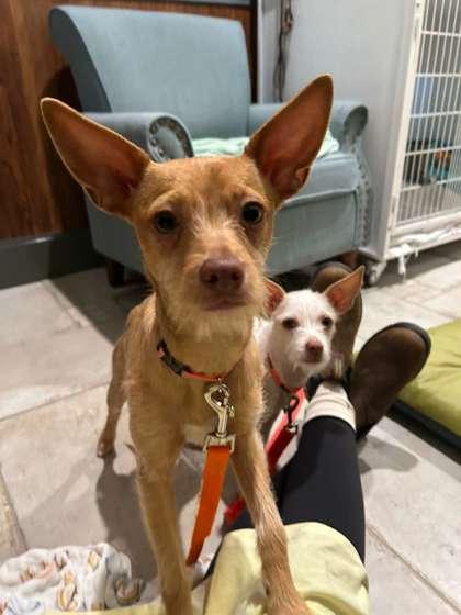 Cricket, a Adoptable mixed breed in Southern Pines, NC image 1/3