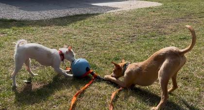 Enlarge Cricket, a Adoptable mixed breed in Southern Pines, NC image 2/3