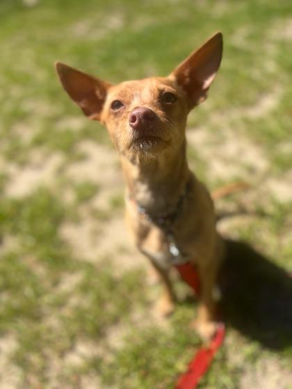 Enlarge Cricket, a Adoptable mixed breed in Southern Pines, NC image 3/3