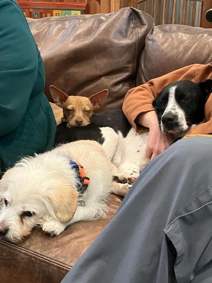 Cricket, a Adoptable mixed breed in Southern Pines, NC image 3/3