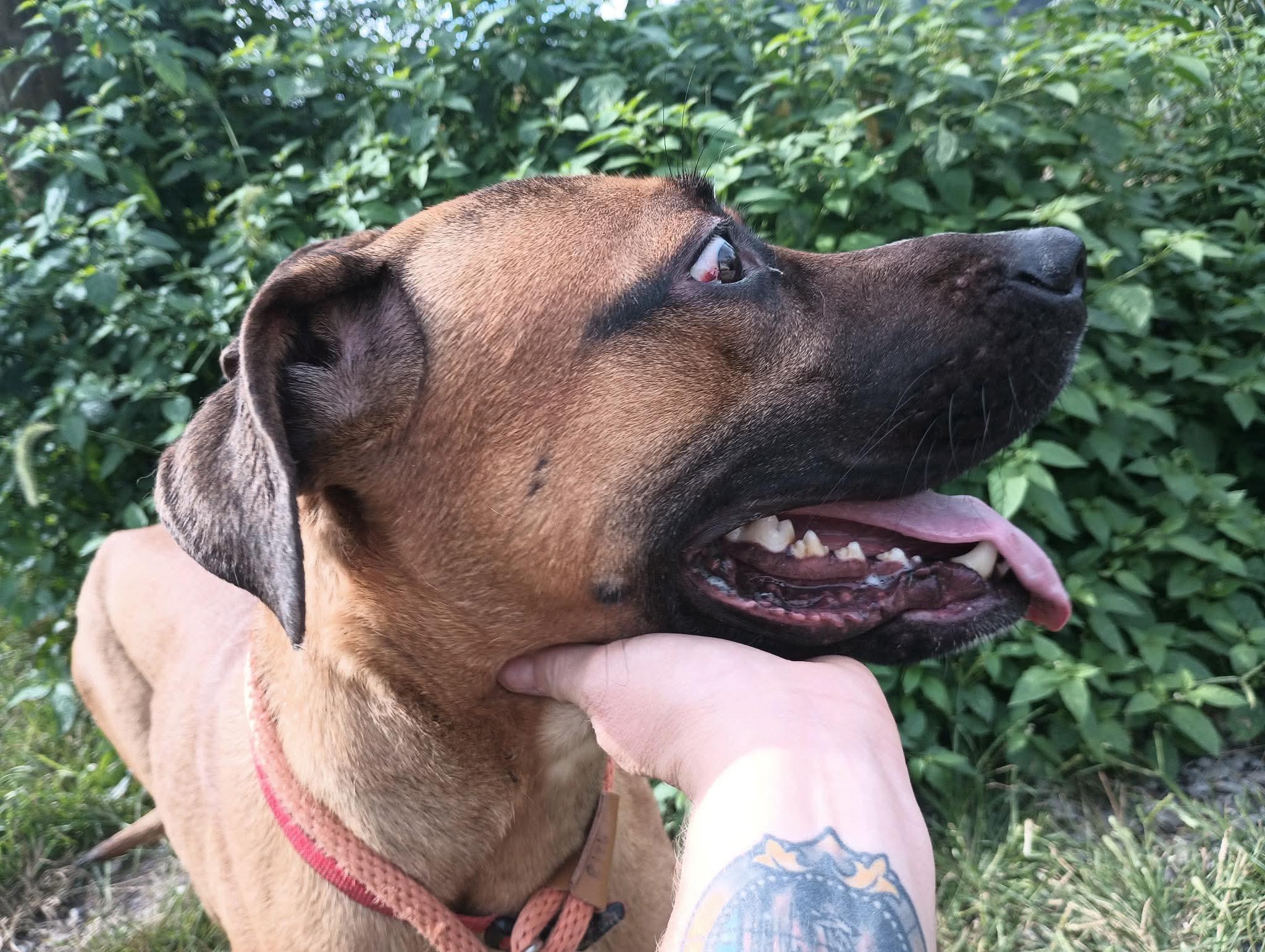 Enlarge Bear, a Adoptable mixed breed in McKeesport, PA image 4/6