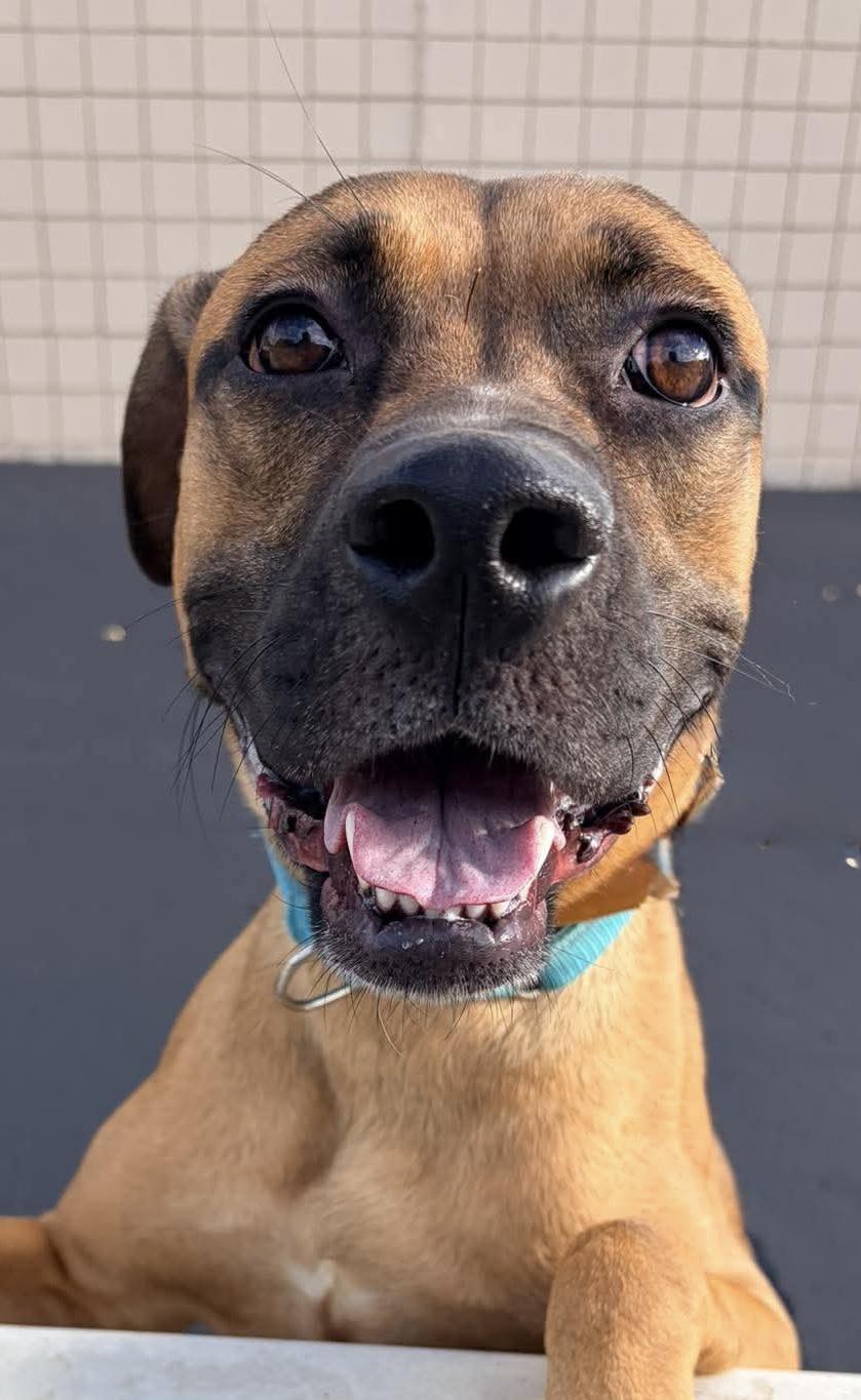 Enlarge Bear, a Adoptable mixed breed in McKeesport, PA image 6/6