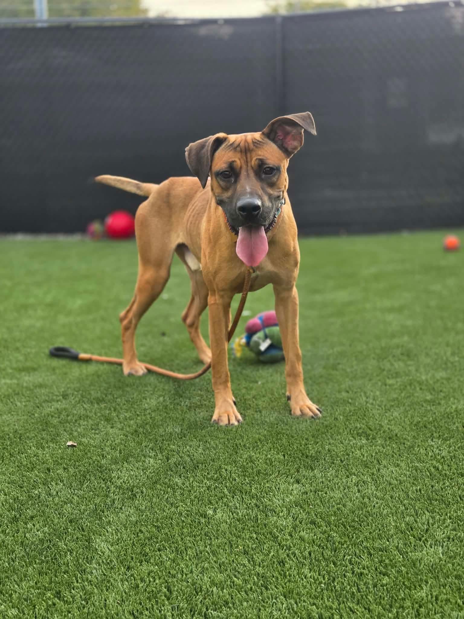 Bear, Adoptable, Young Male Black Mouth Cur.