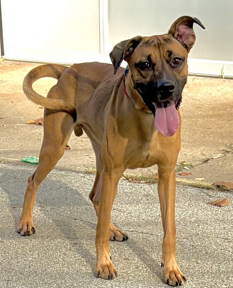 Enlarge Bear, a Adoptable mixed breed in McKeesport, PA image 2/6