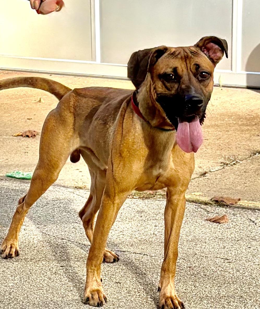 Enlarge Bear, a Adoptable mixed breed in McKeesport, PA image 5/6