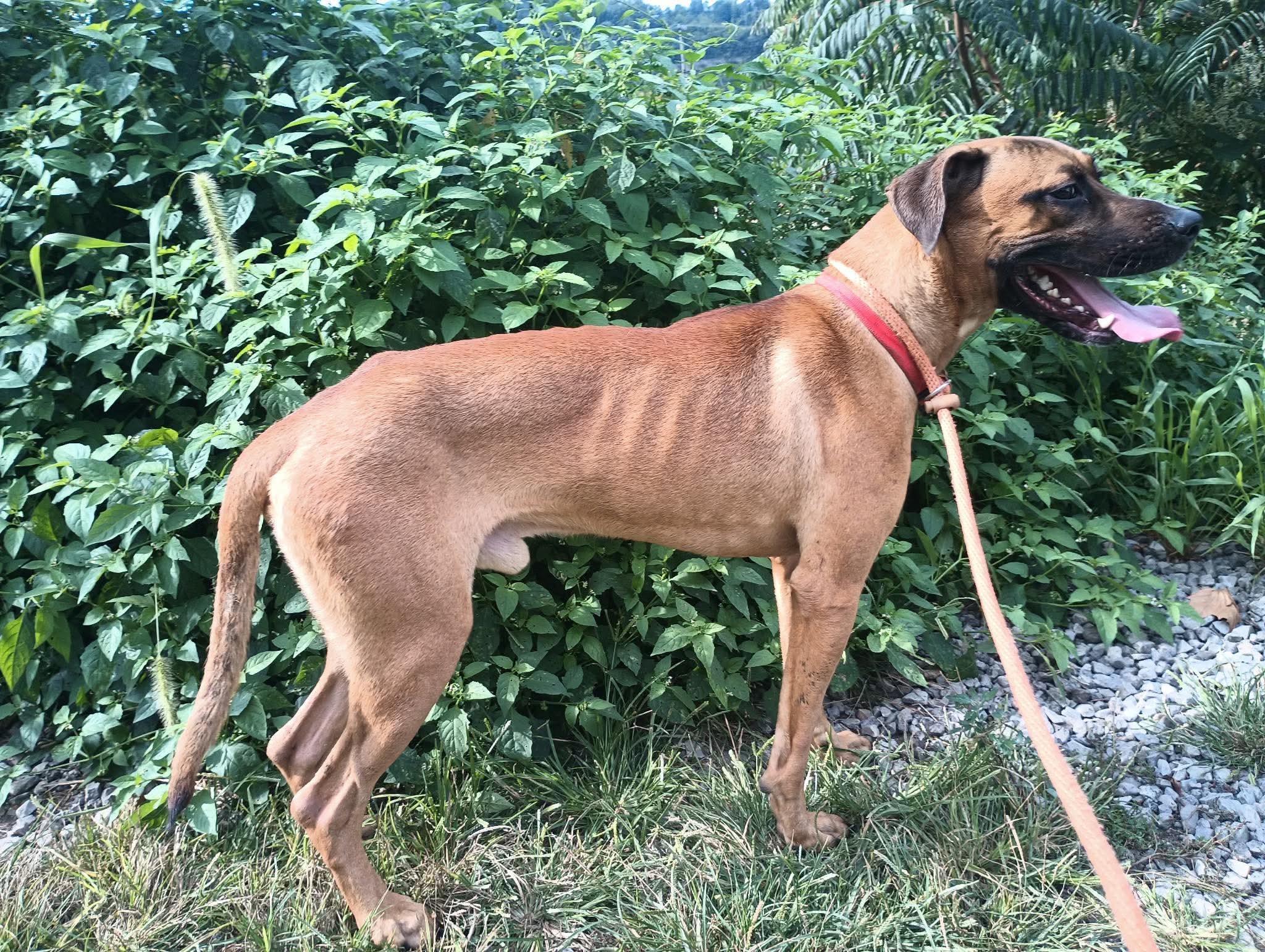 Enlarge Bear, a Adoptable mixed breed in McKeesport, PA image 3/6