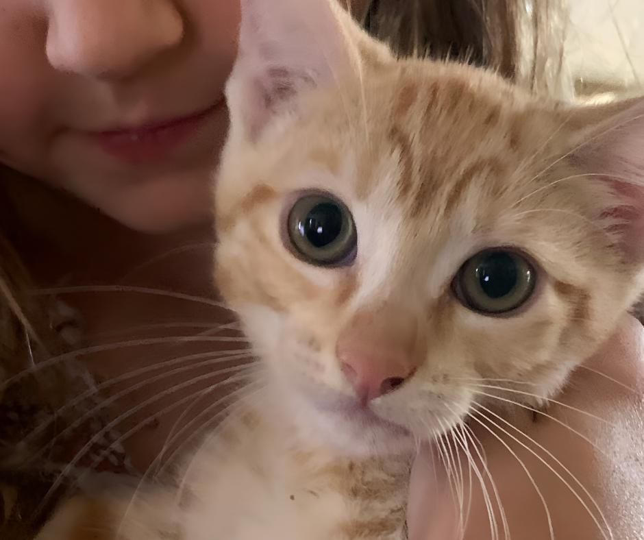 Enlarge Toast, a Adopted Domestic Short Hair in Huntington Beach, CA image 3/6