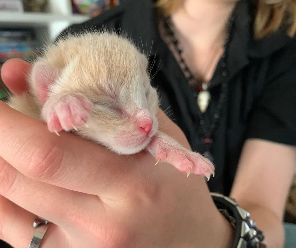 Enlarge Toast, a Adopted Domestic Short Hair in Huntington Beach, CA image 6/6